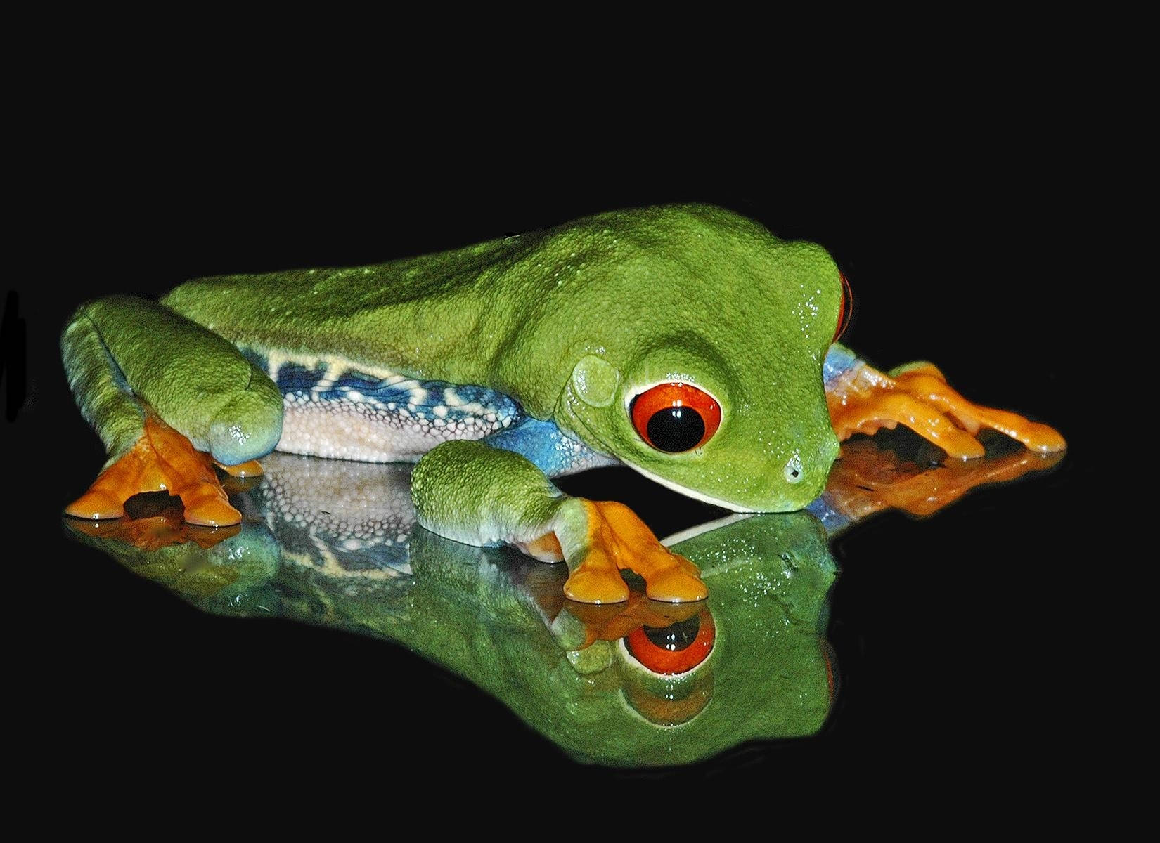 Frog 1650X1200 Wallpaper and Background Image