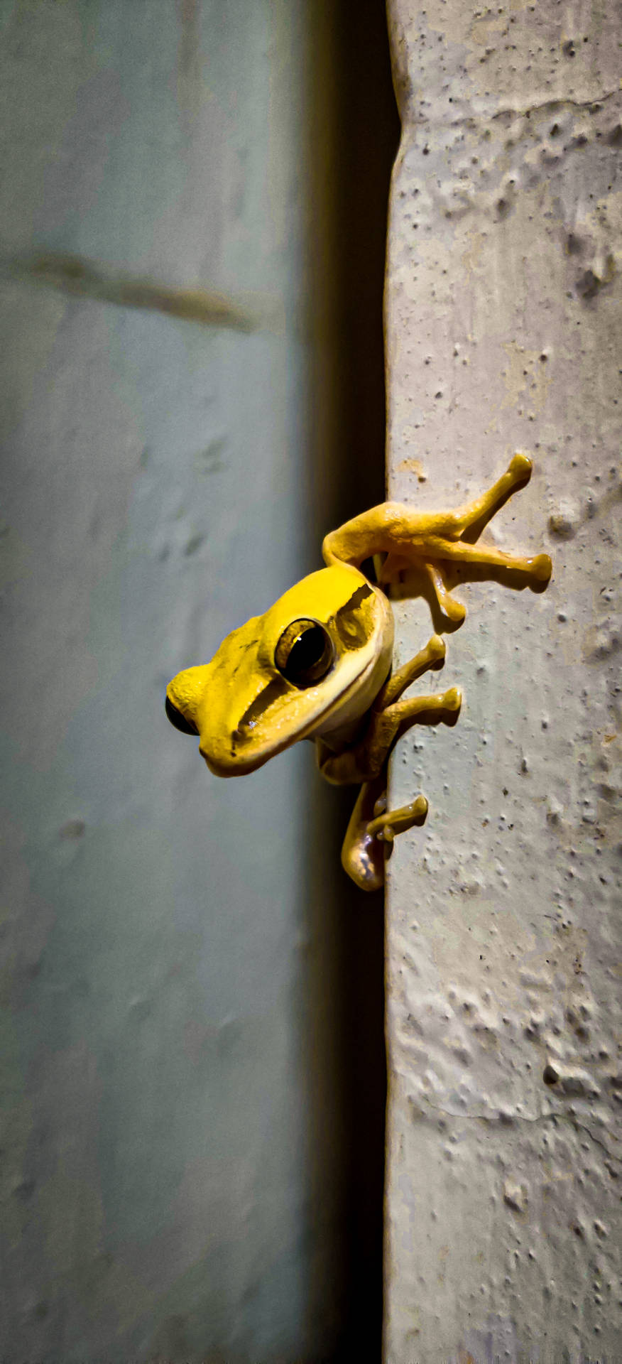 Frog 1824X4000 Wallpaper and Background Image