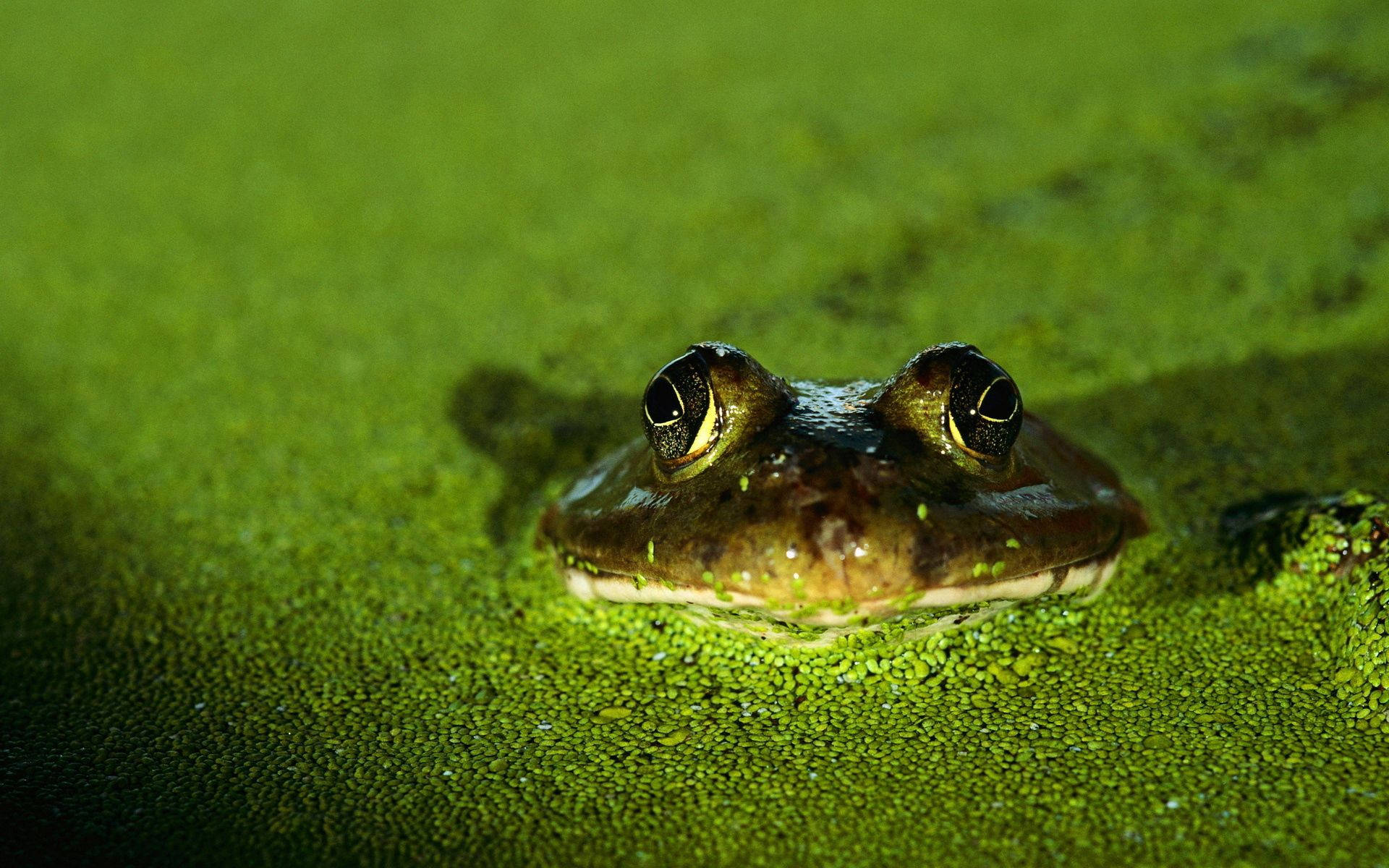 Frog 1920X1200 Wallpaper and Background Image