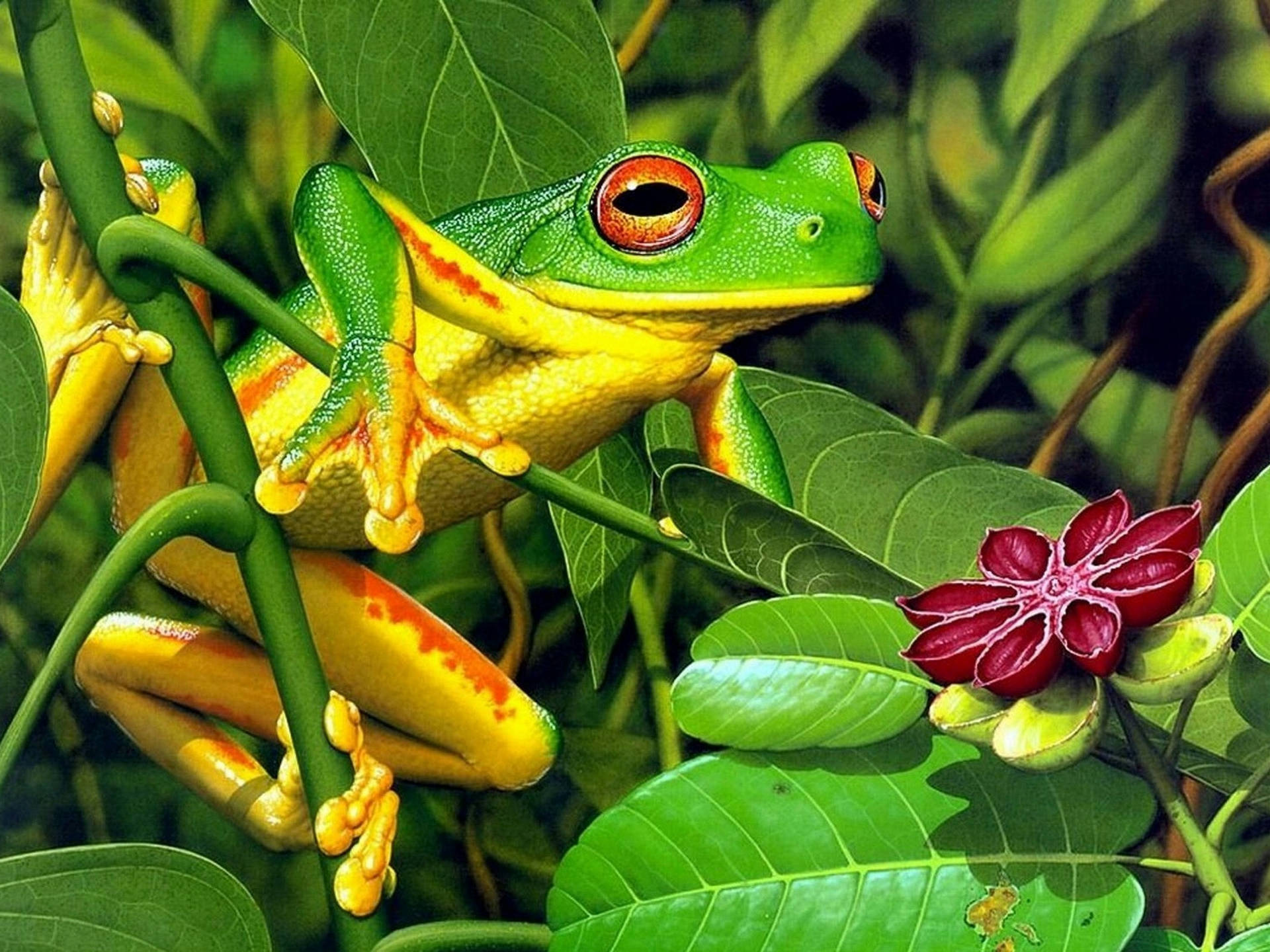 Frog 2133X1600 Wallpaper and Background Image