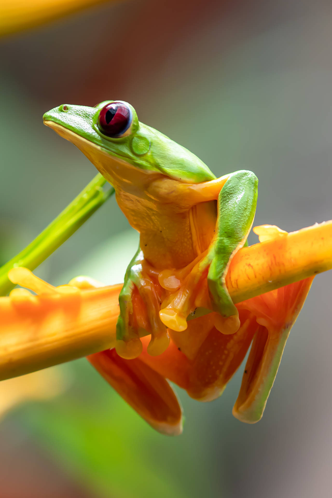 Frog 2137X3206 Wallpaper and Background Image