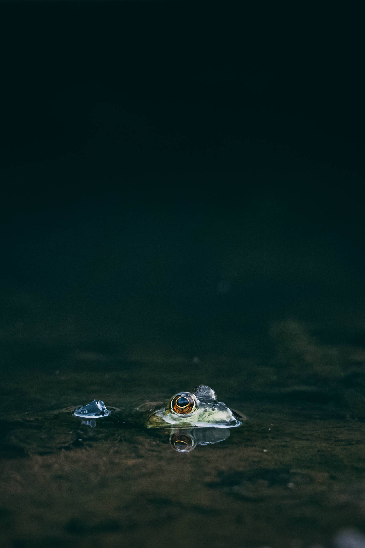Frog 2271X3407 Wallpaper and Background Image