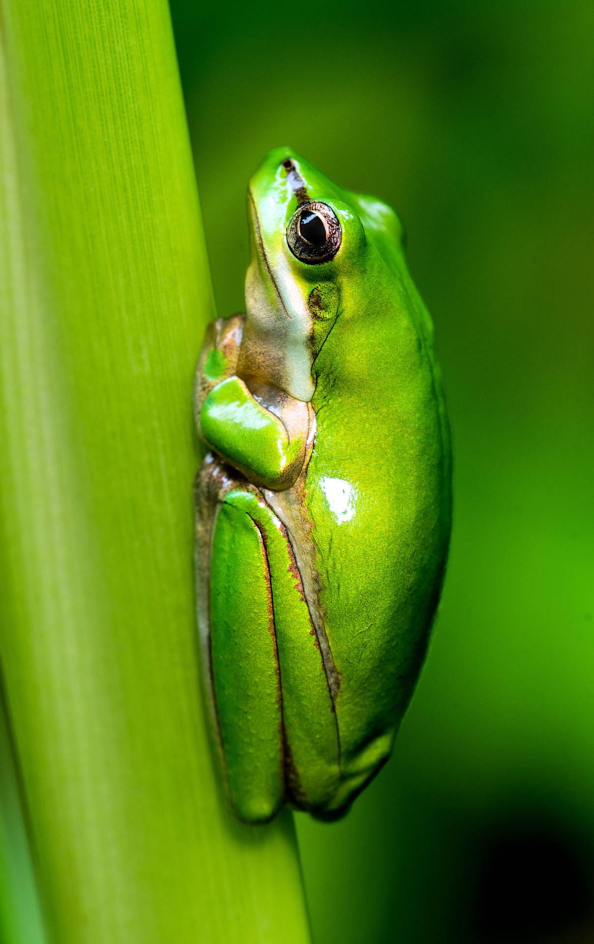 Frog 2576X4096 Wallpaper and Background Image