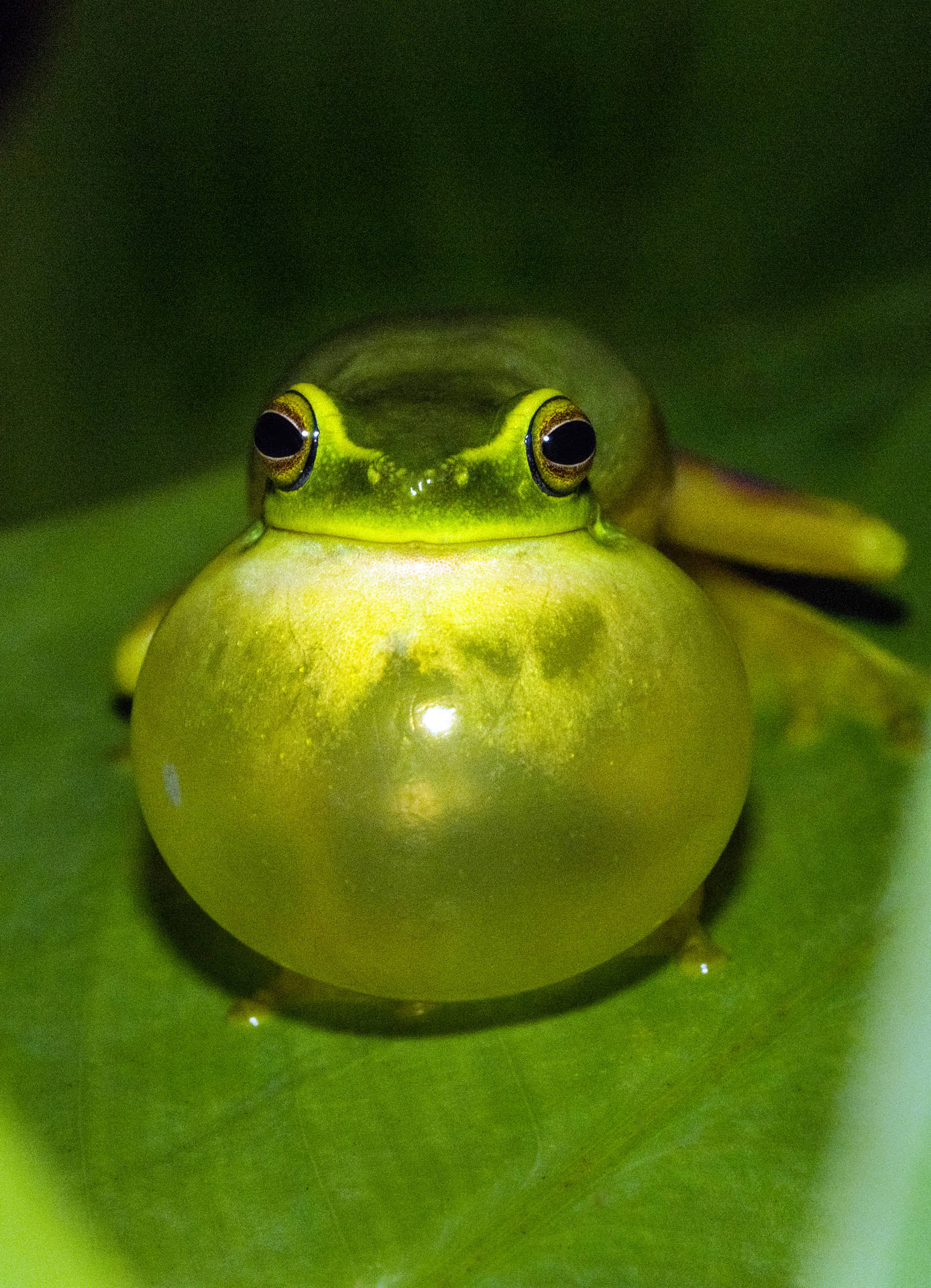Frog 2702X3738 Wallpaper and Background Image
