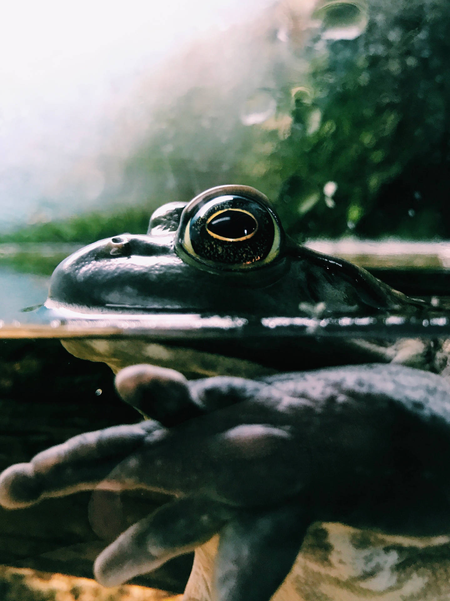 Frog 2856X3810 Wallpaper and Background Image
