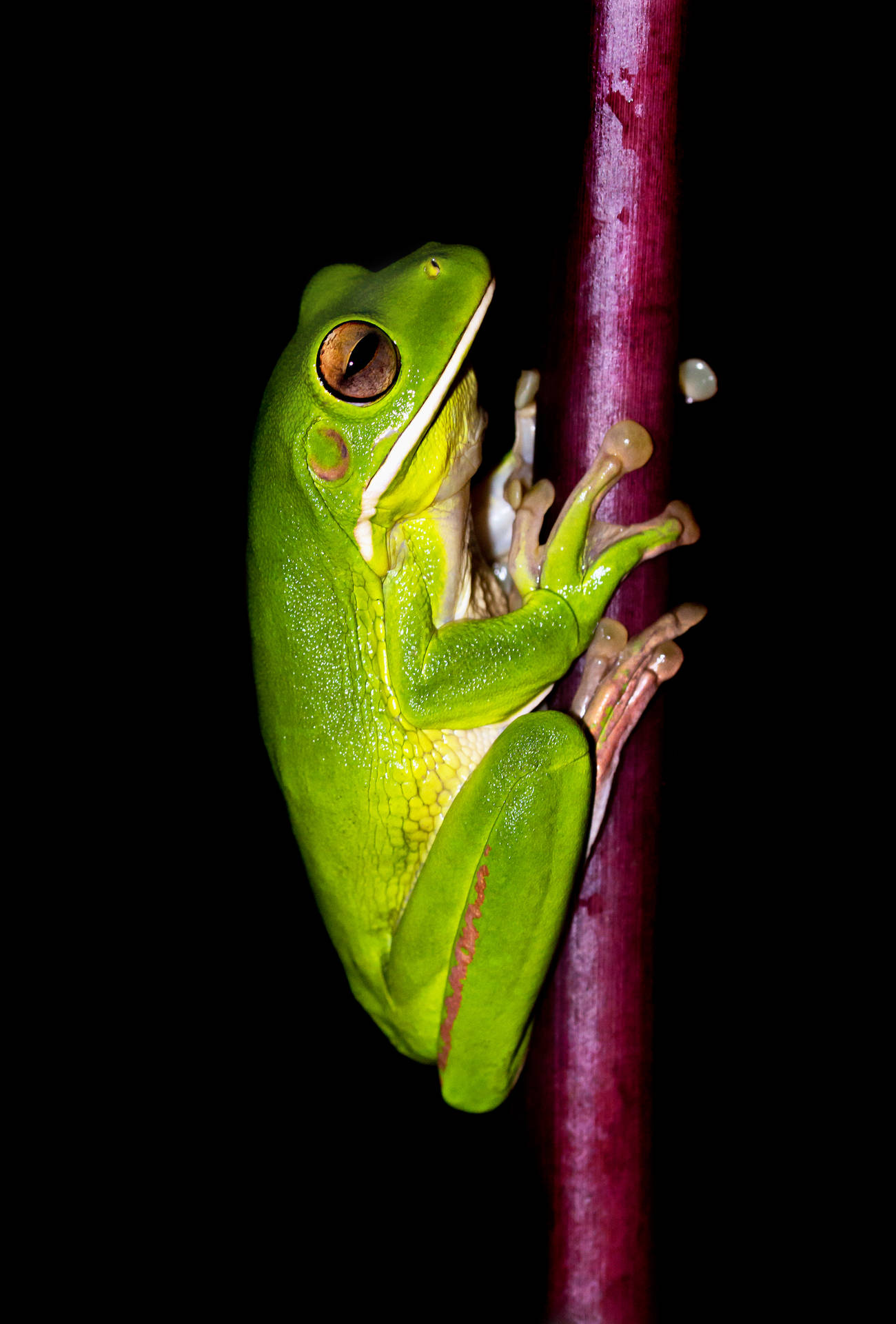 Frog 3201X4726 Wallpaper and Background Image