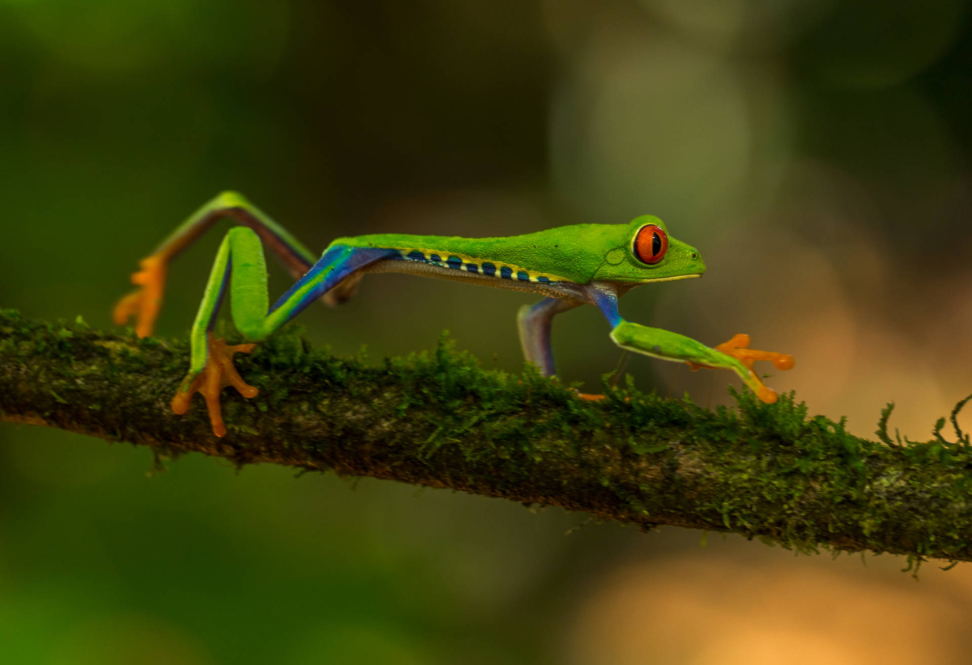 Frog 4043X2765 Wallpaper and Background Image