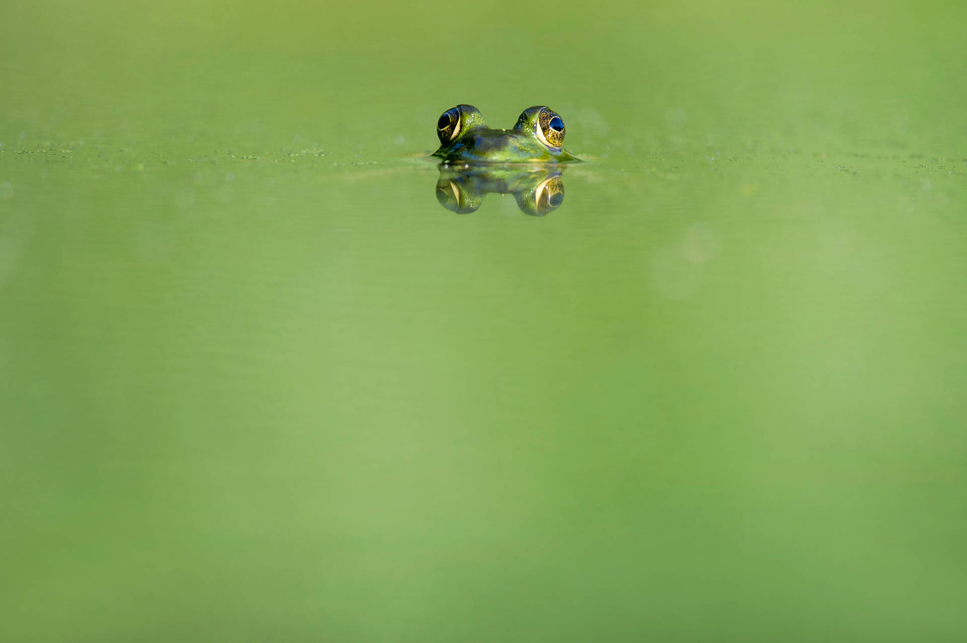 Frog 4052X2696 Wallpaper and Background Image