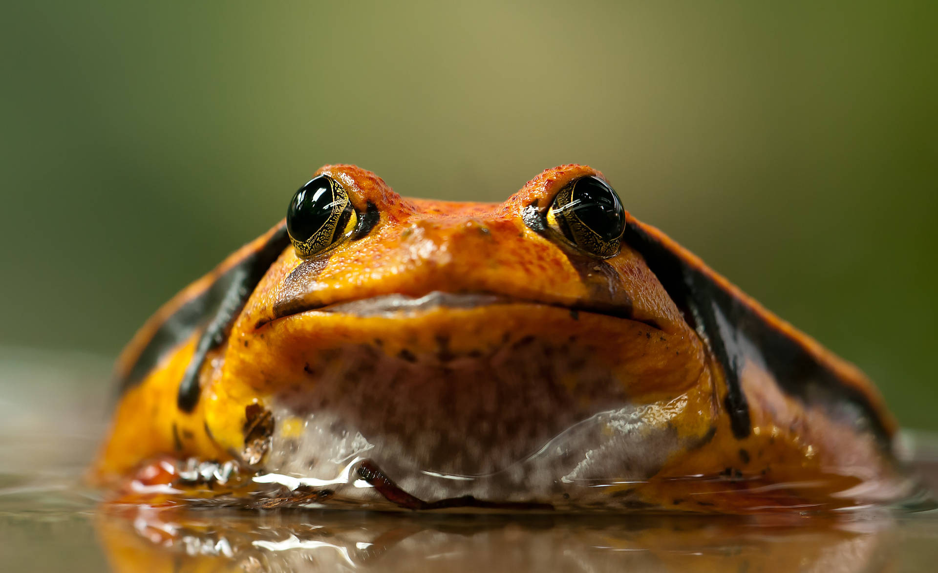 Frog 4082X2494 Wallpaper and Background Image