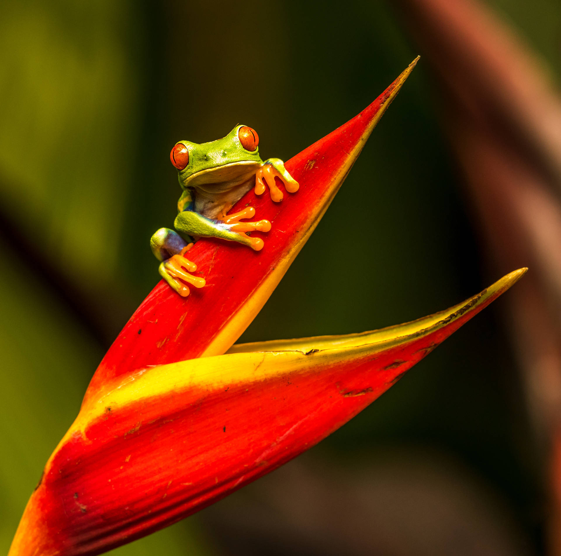 Frog 4145X4109 Wallpaper and Background Image