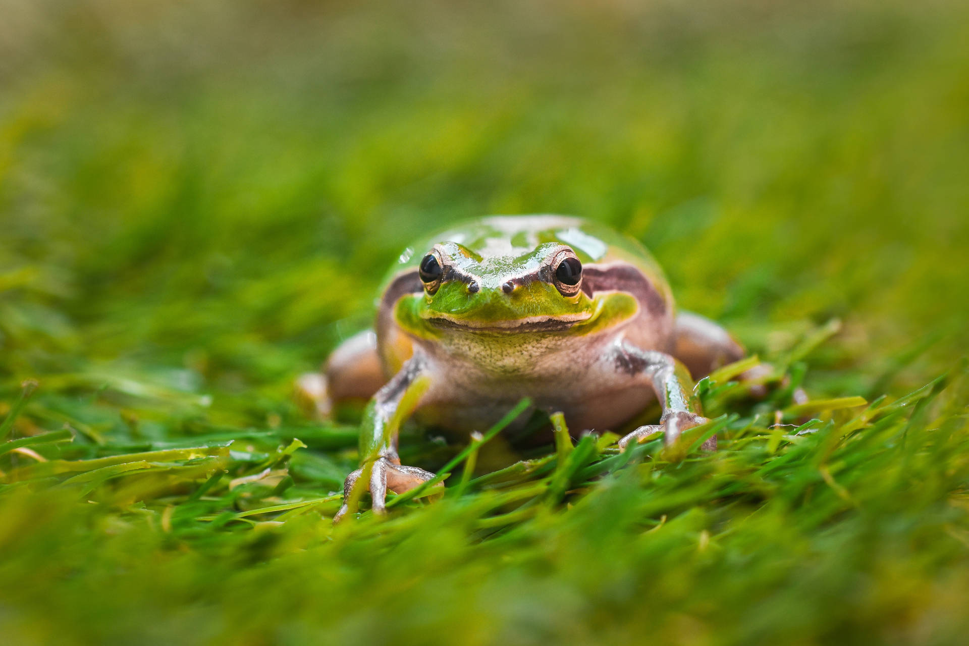 Frog 4424X2950 Wallpaper and Background Image