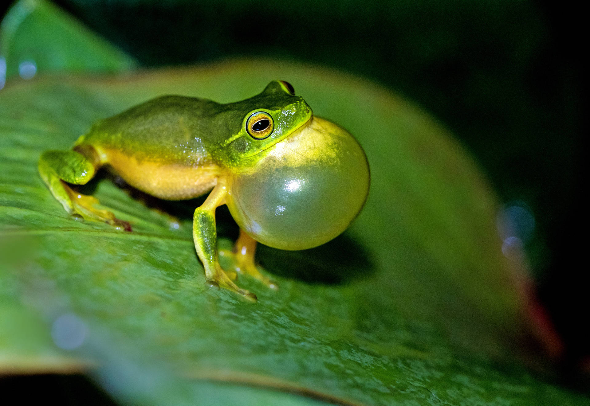 Frog 4633X3189 Wallpaper and Background Image