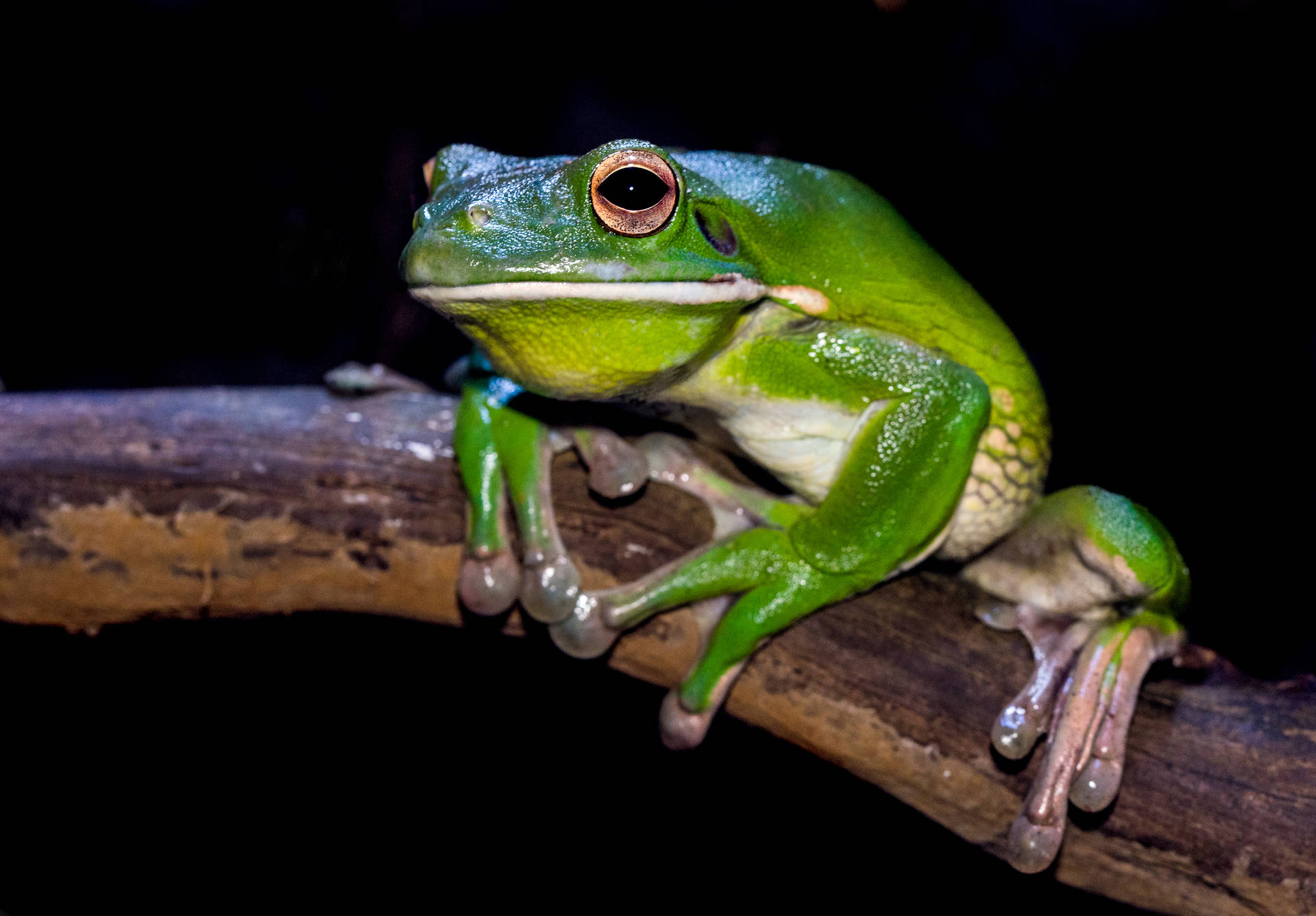 Frog 5002X3481 Wallpaper and Background Image