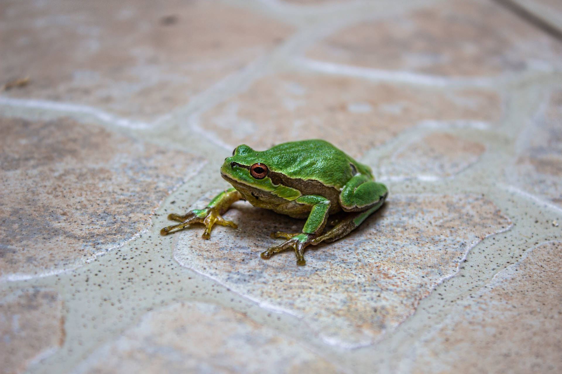 Frog 5184X3456 Wallpaper and Background Image