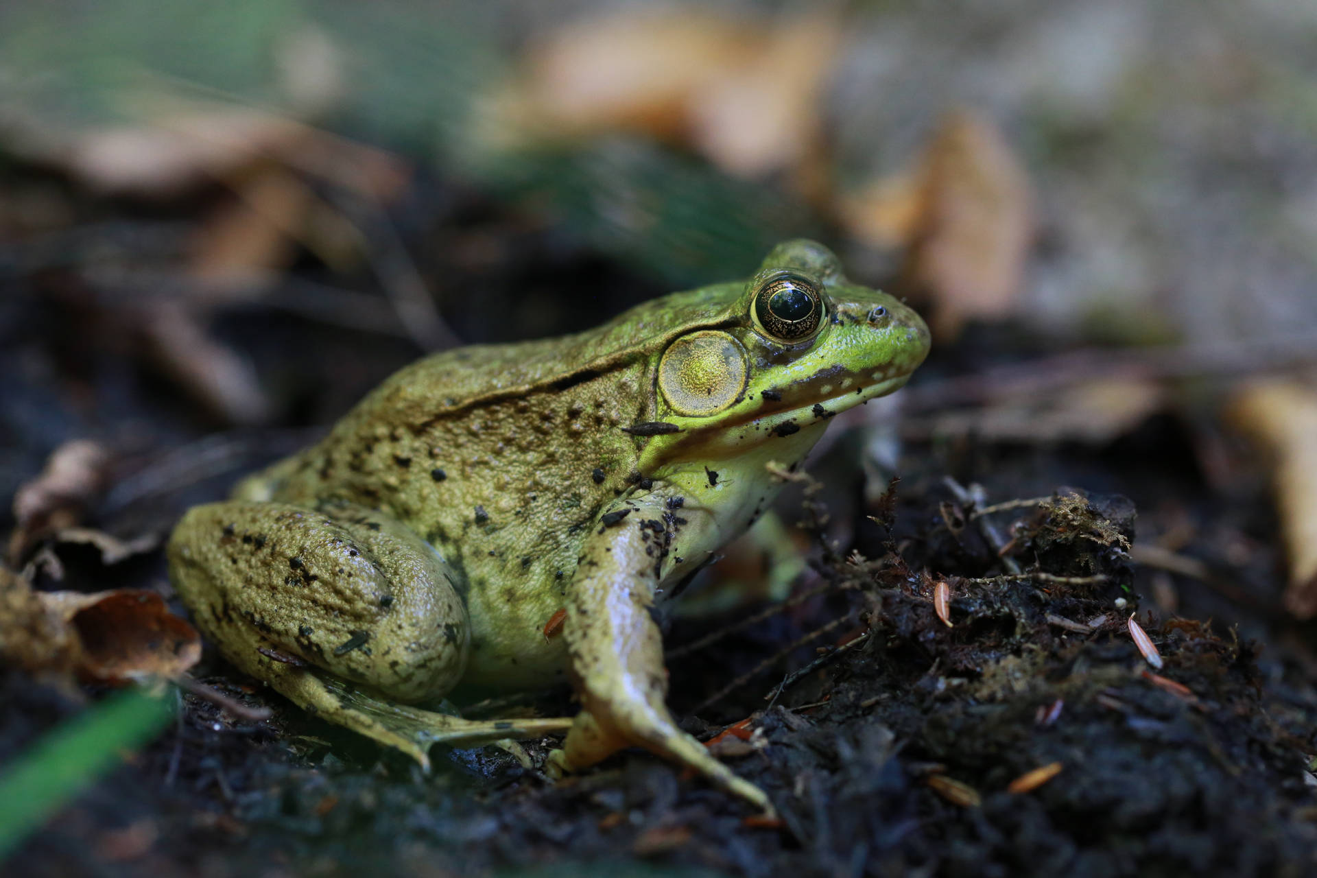 Frog 5302X3534 Wallpaper and Background Image