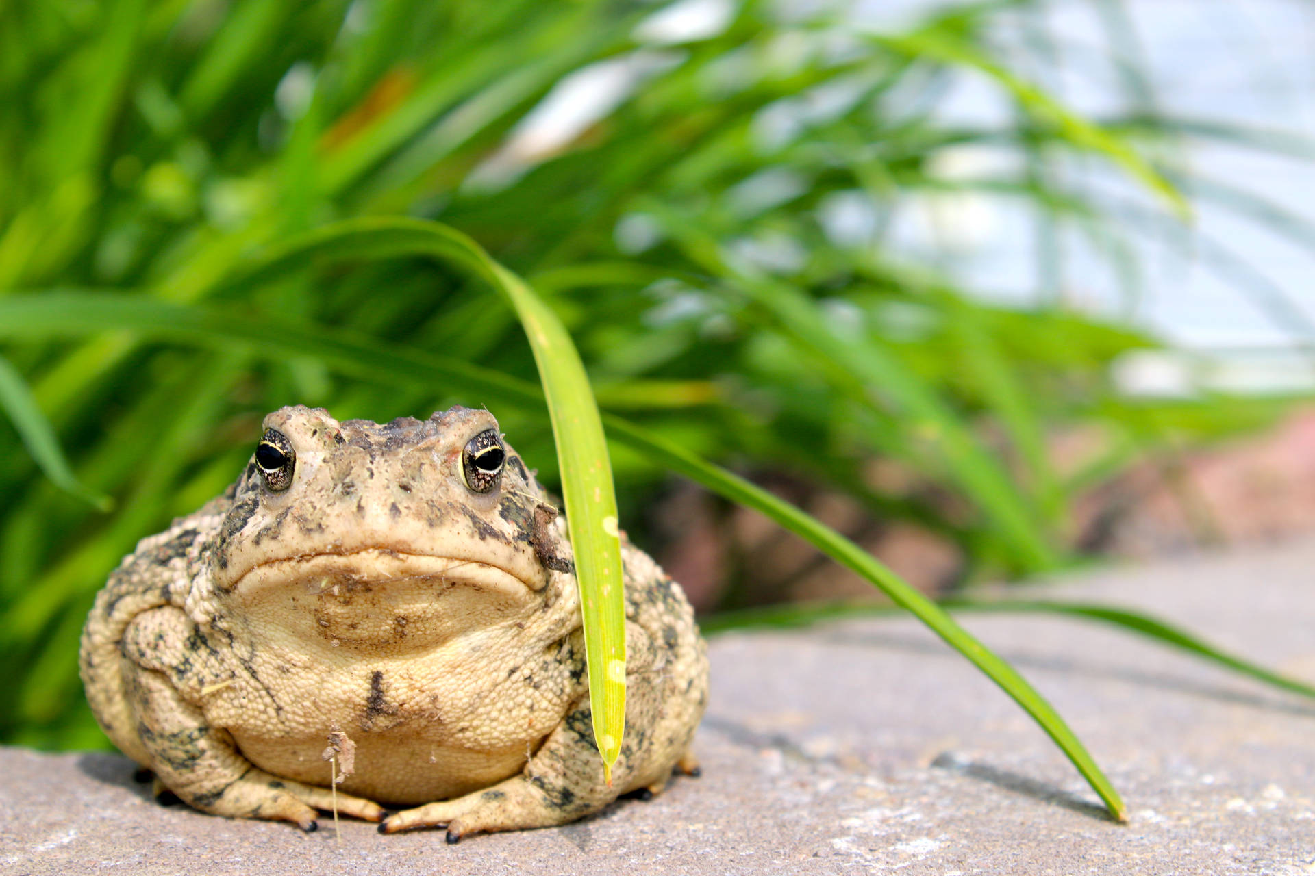 Frog 5472X3648 Wallpaper and Background Image