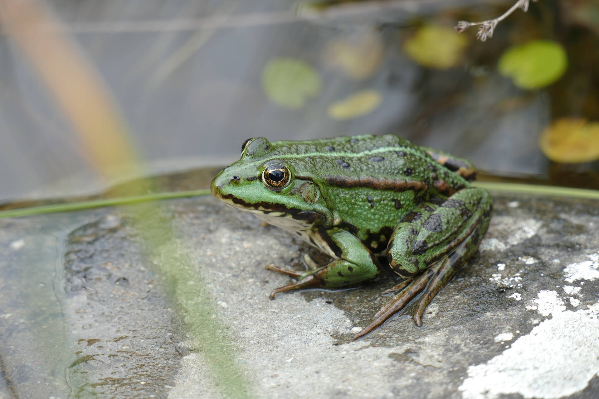 Frog 5472X3648 Wallpaper and Background Image