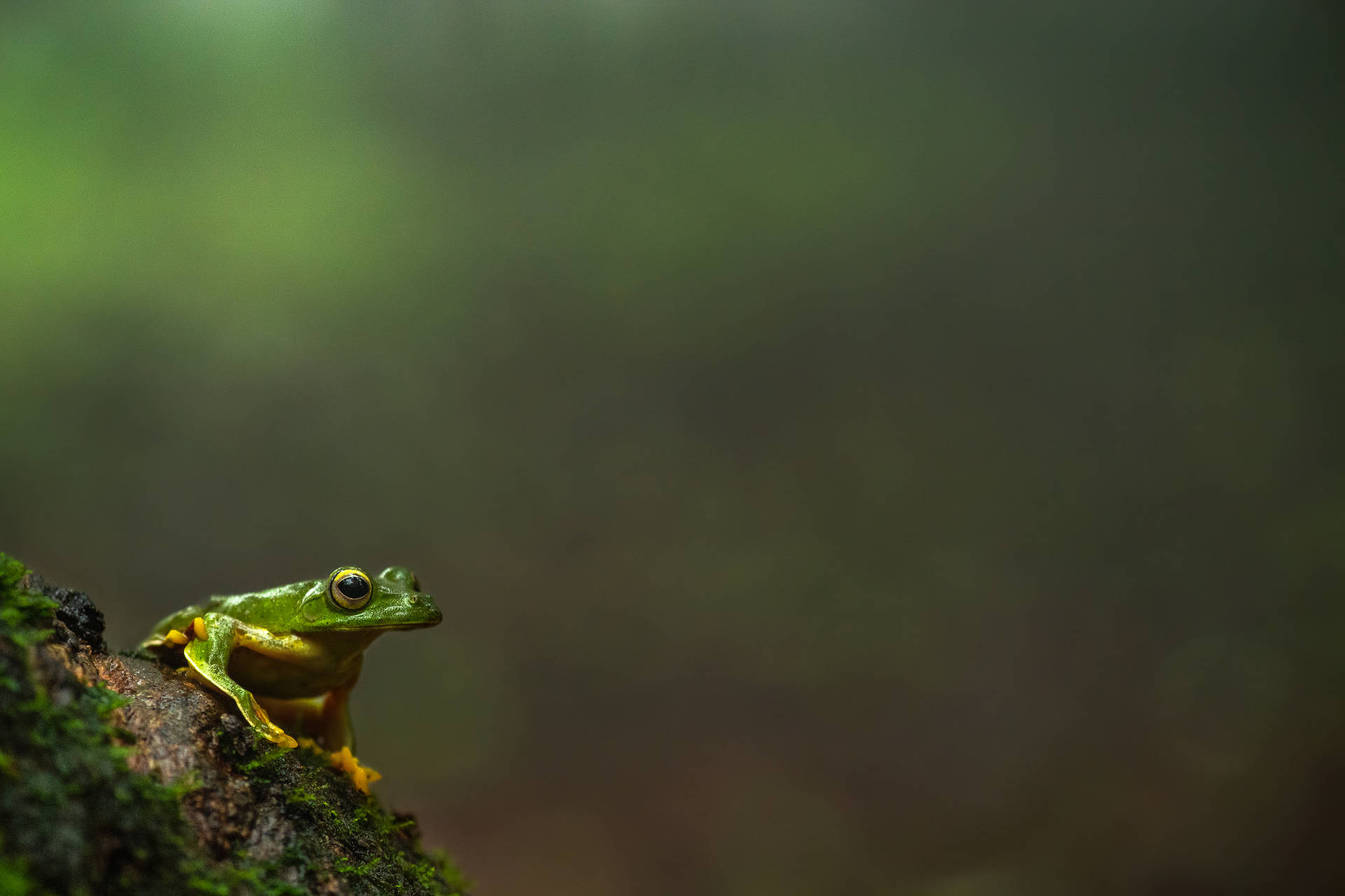 Frog 5568X3712 Wallpaper and Background Image