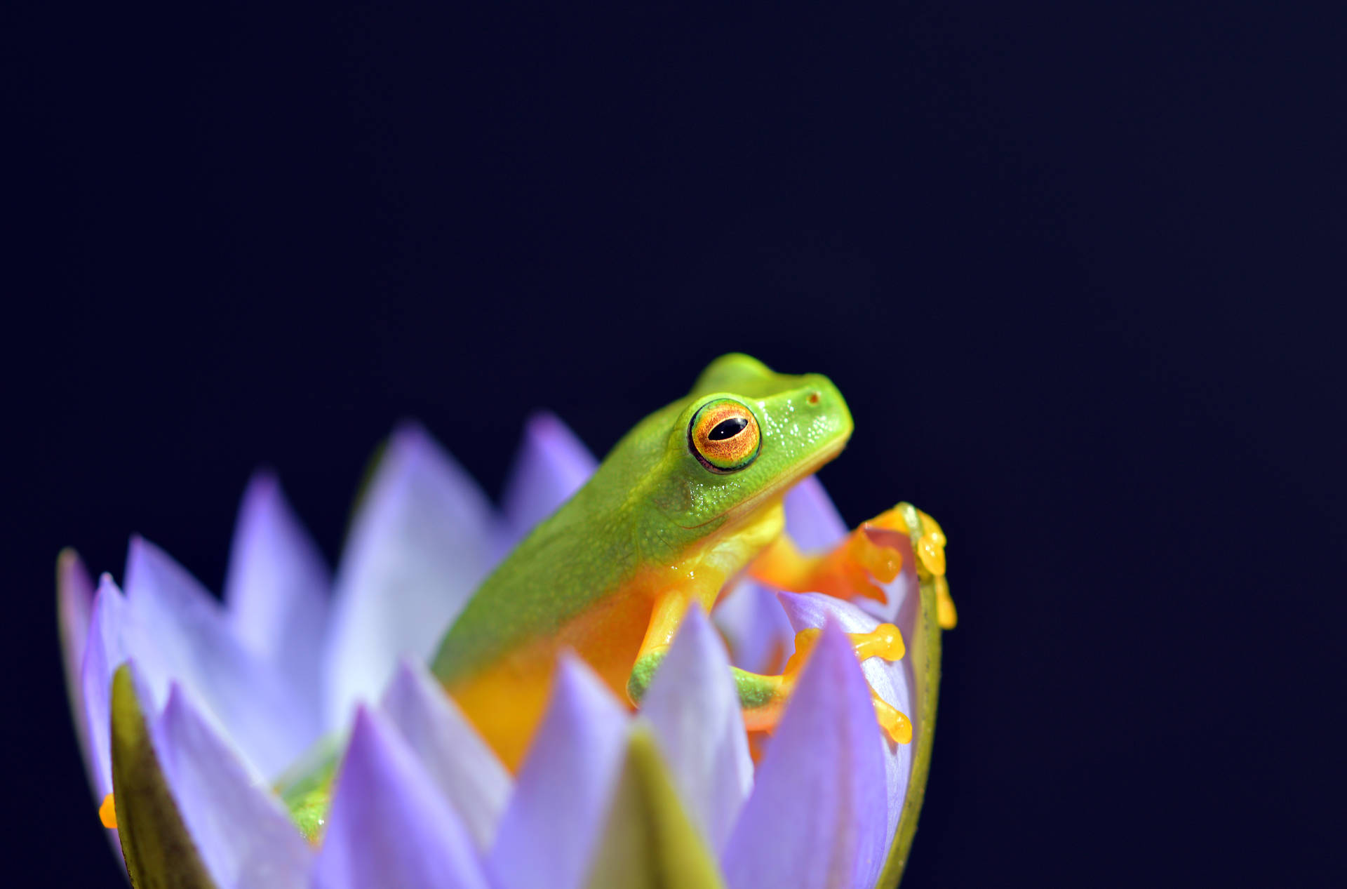 Frog 5872X3875 Wallpaper and Background Image