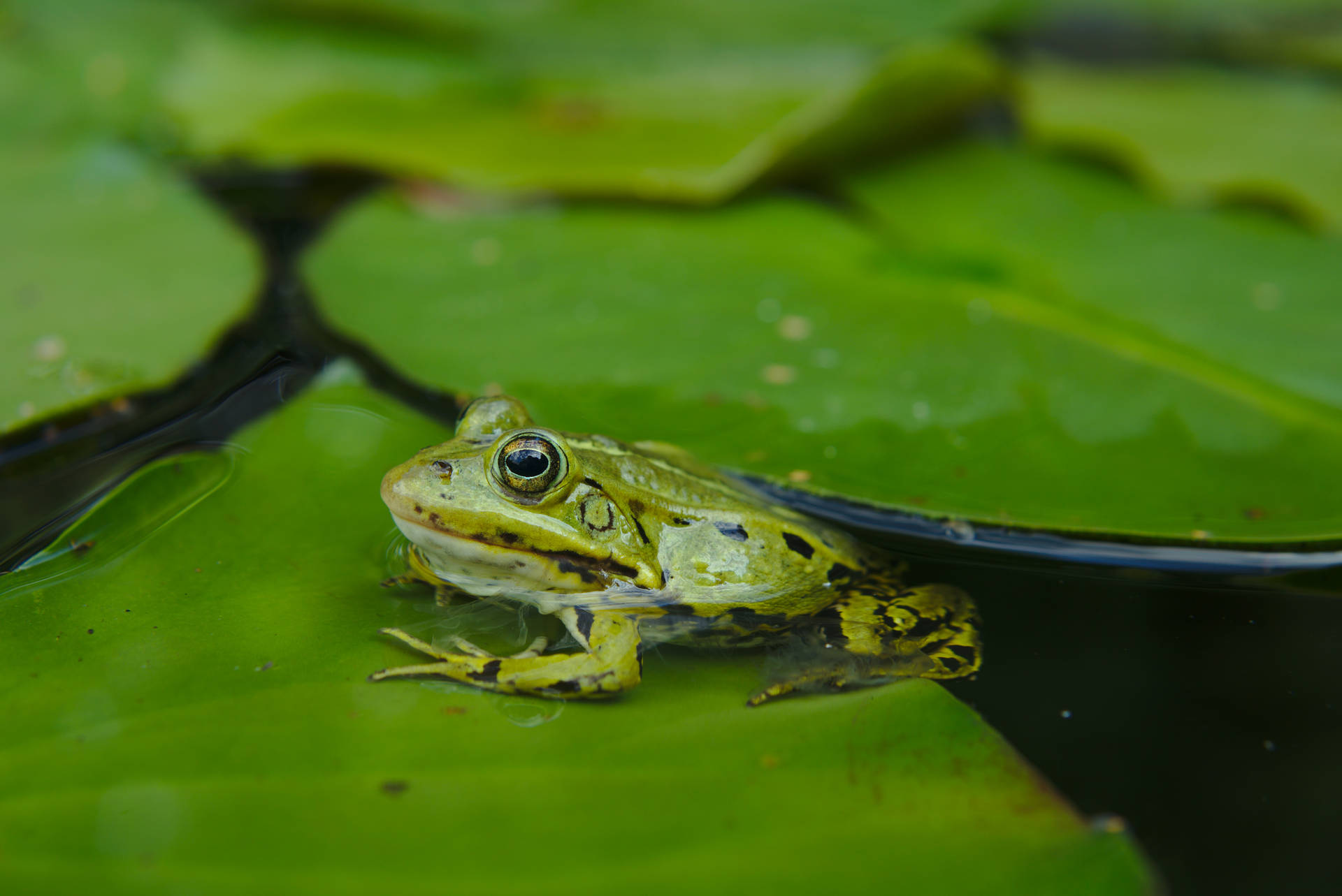 Frog 6020X4024 Wallpaper and Background Image