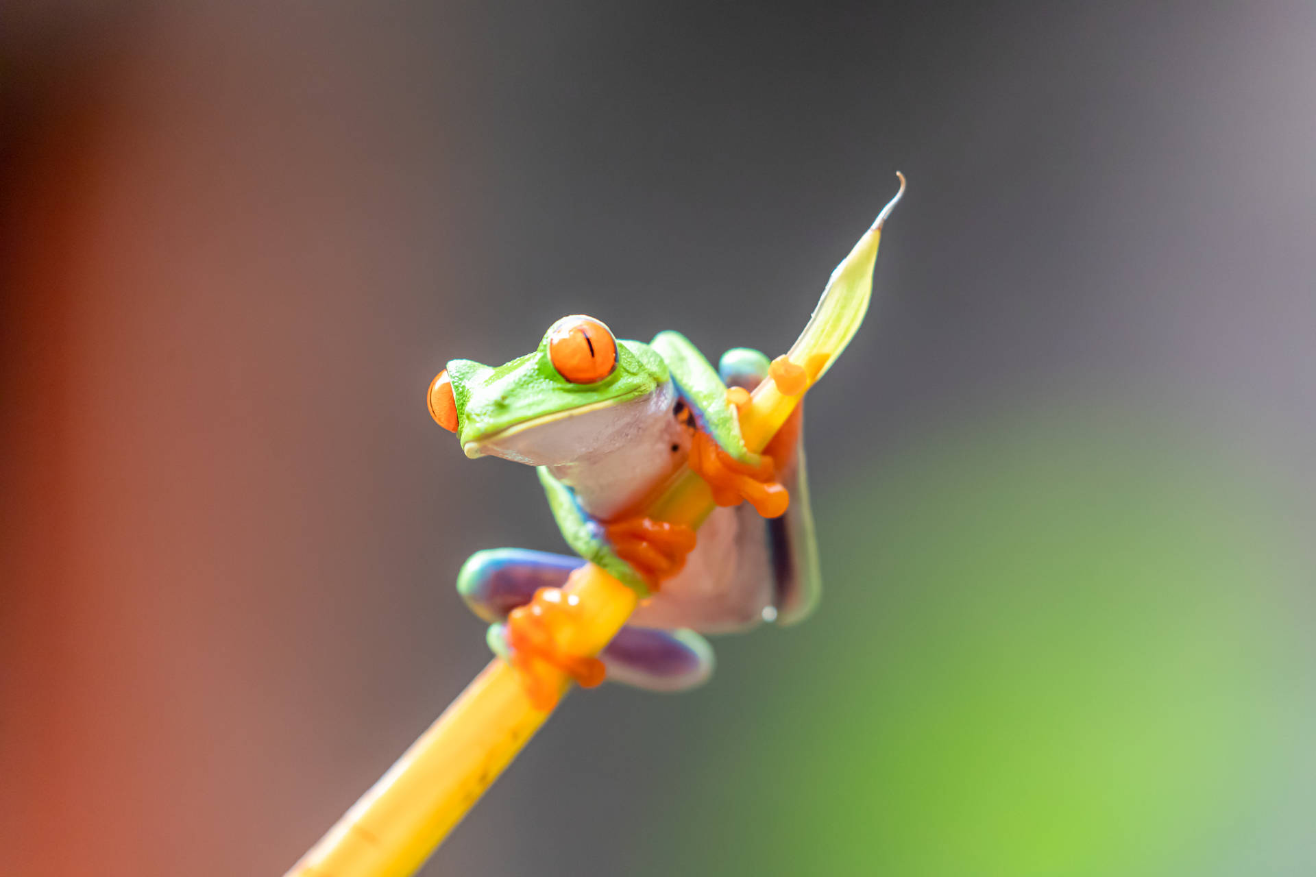 Frog 6240X4160 Wallpaper and Background Image