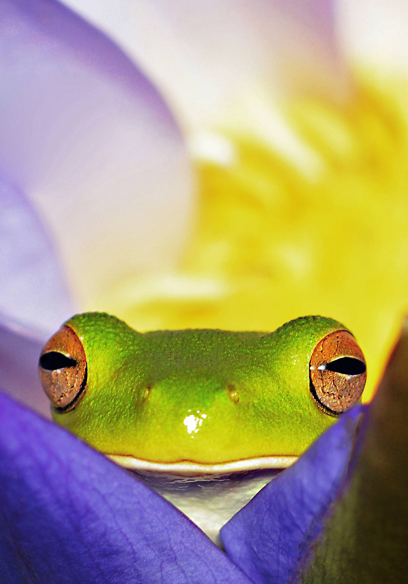 Frog 8331X11929 Wallpaper and Background Image