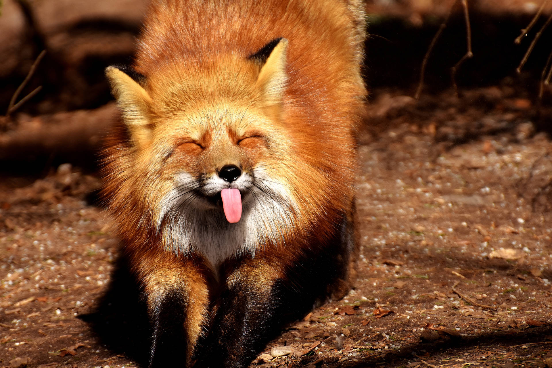 Funny 6000X4000 wallpaper