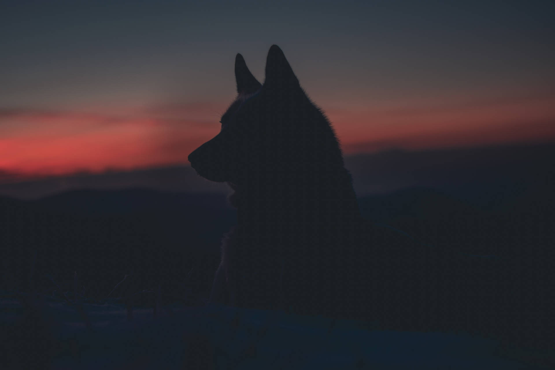 6000X4000 Galaxy Wolf Wallpaper and Background