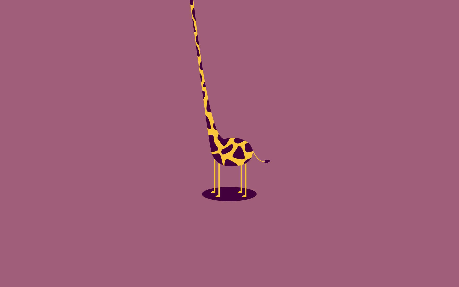 2560X1600 Giraffe Wallpaper and Background