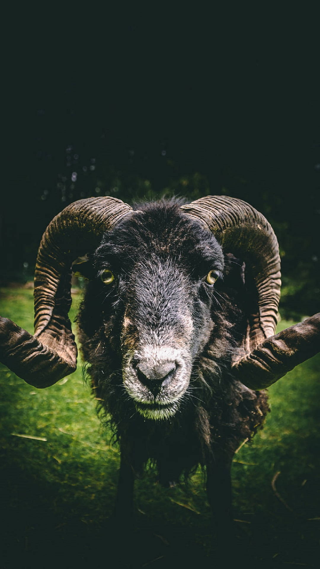 1080X1920 Goat Wallpaper and Background
