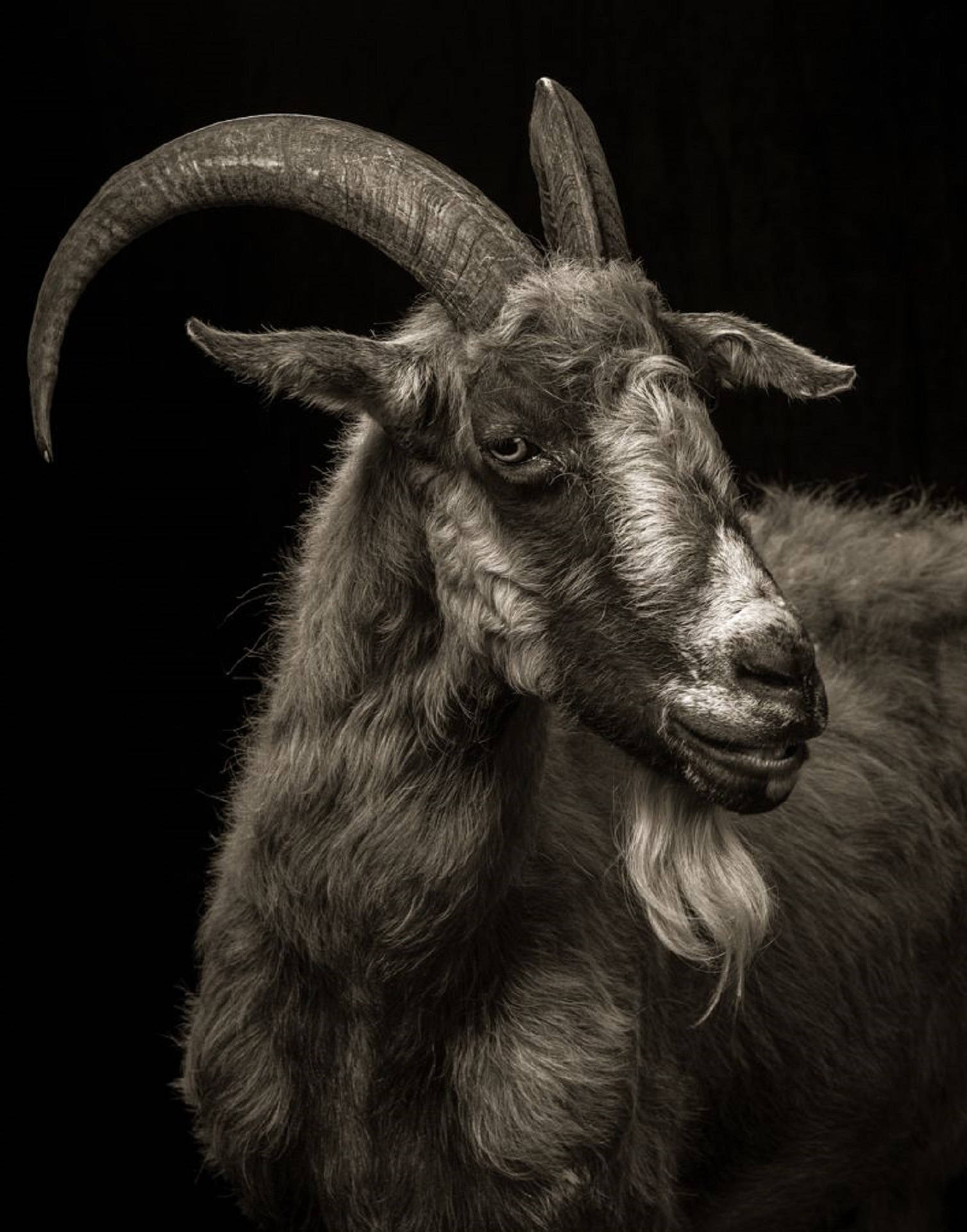 1508X1920 Goat Wallpaper and Background