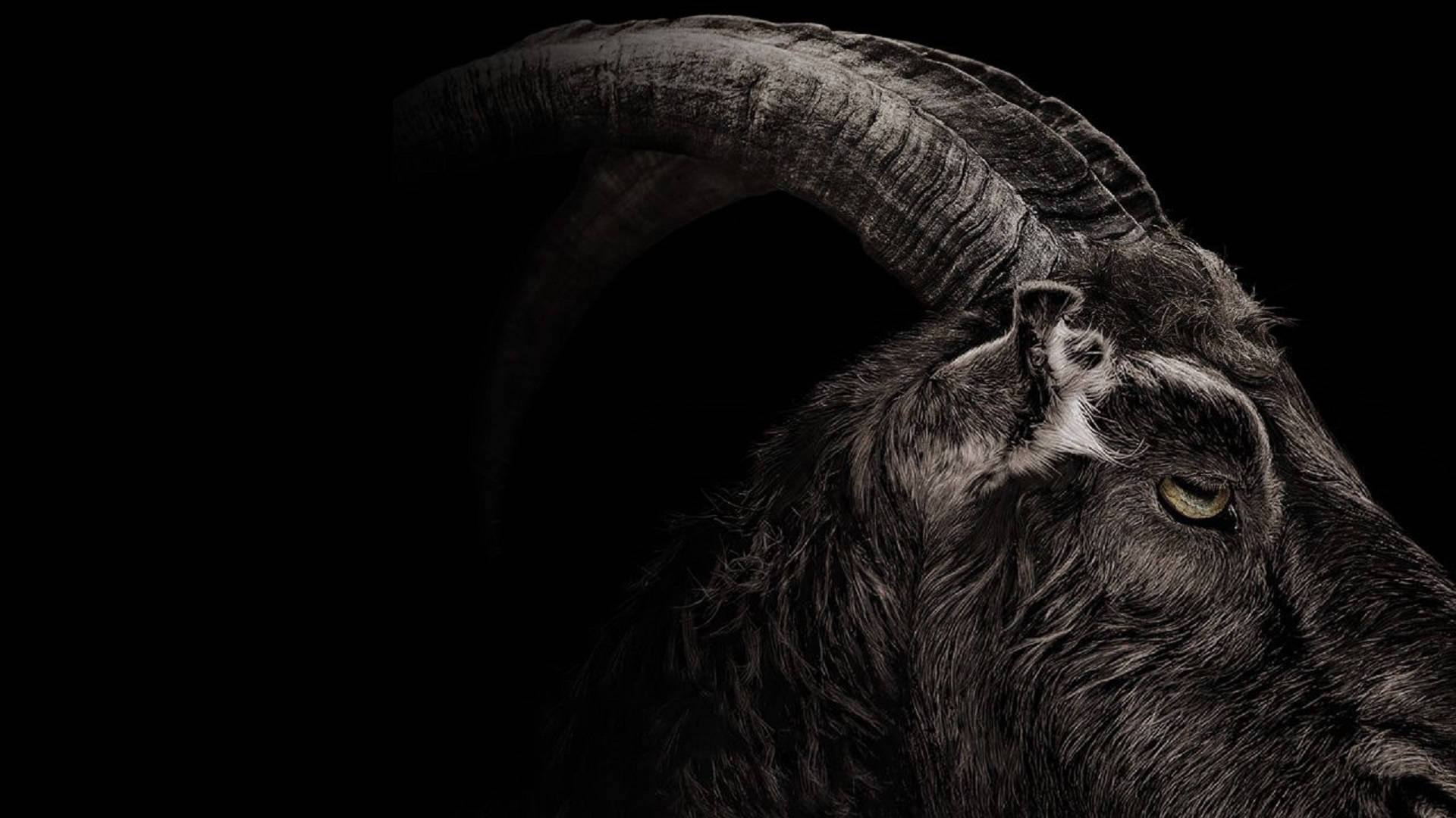 1920X1080 Goat Wallpaper and Background