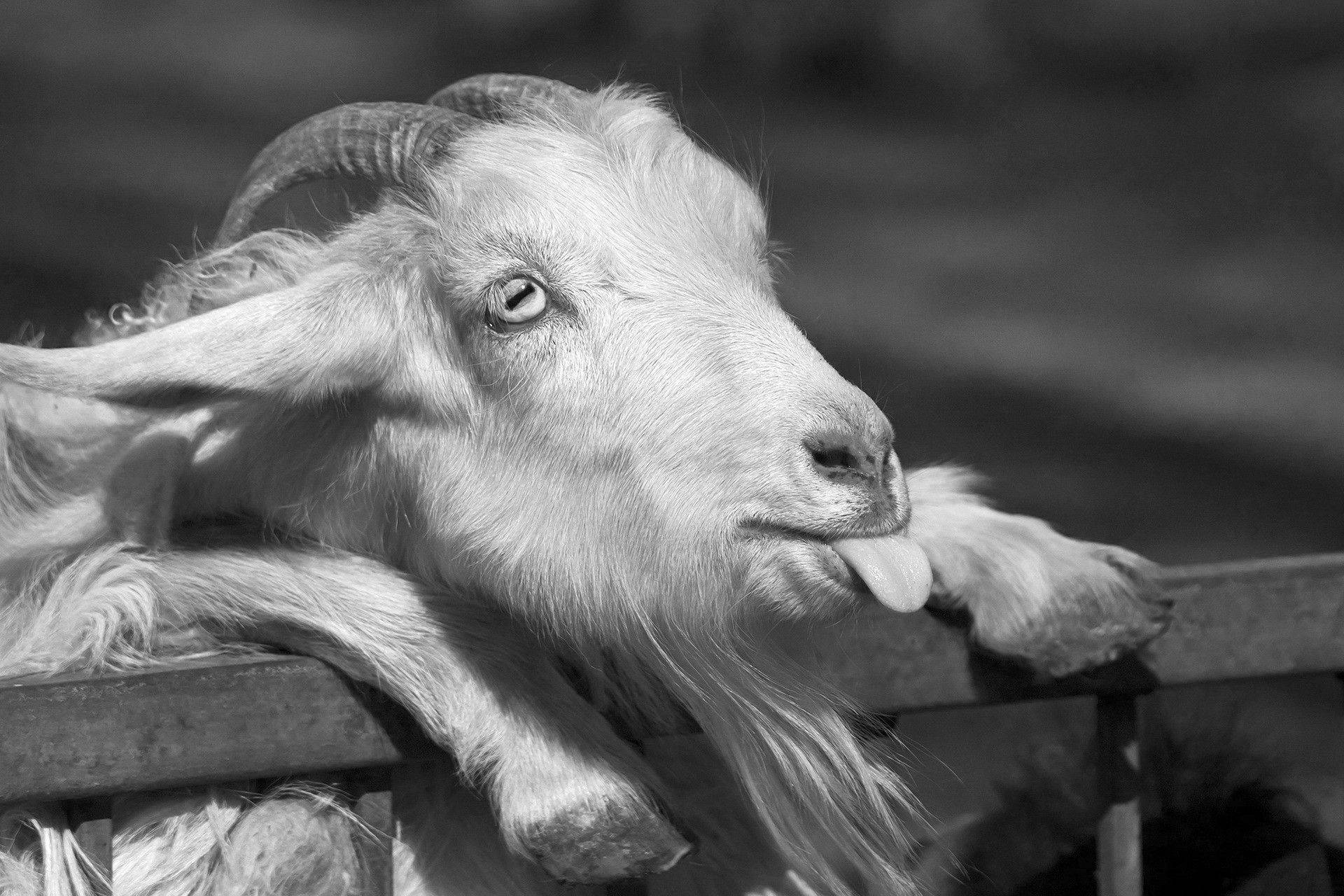 1920X1280 Goat Wallpaper and Background