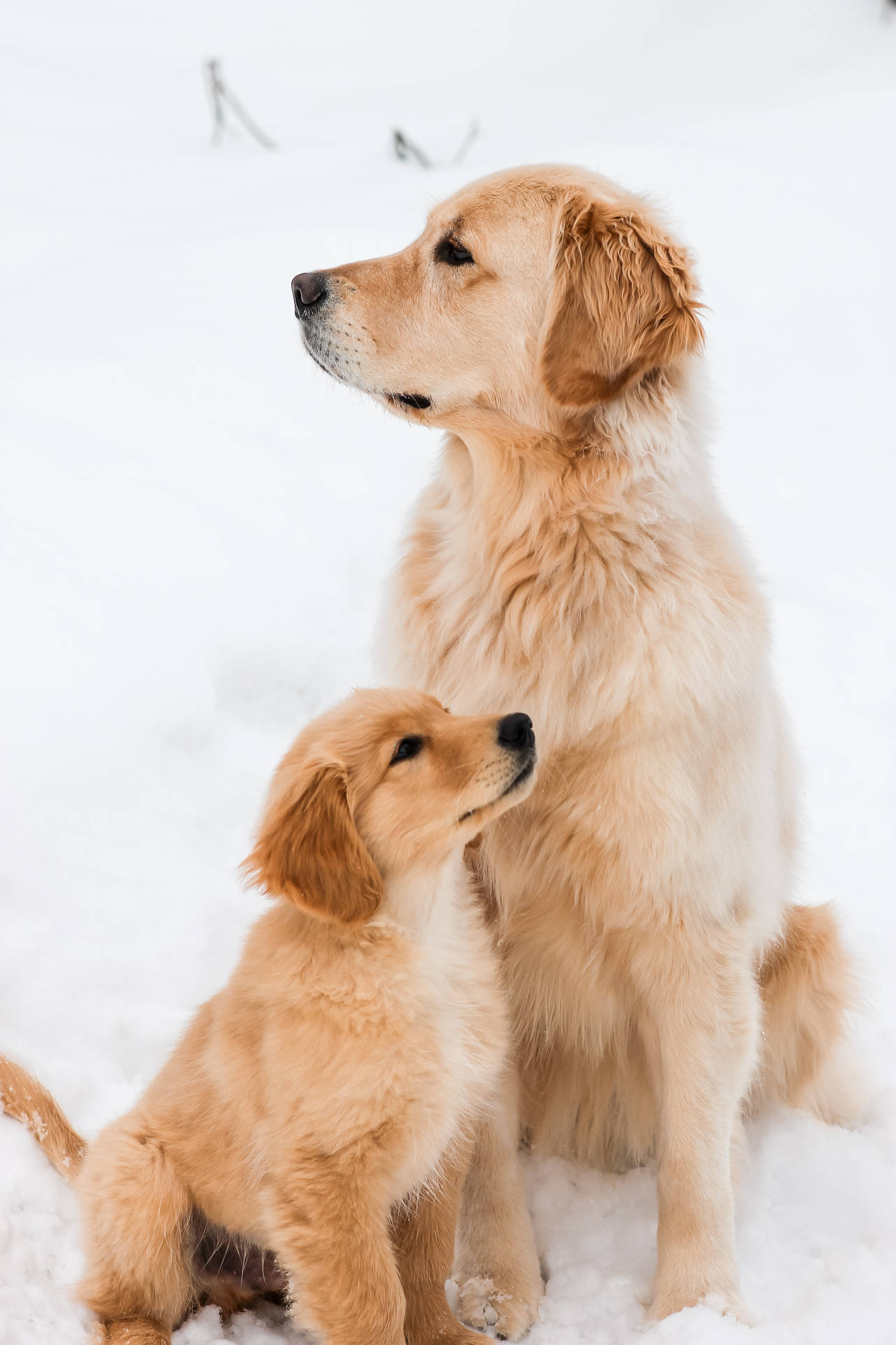 Golden Retriever 2848X4272 Wallpaper and Background Image