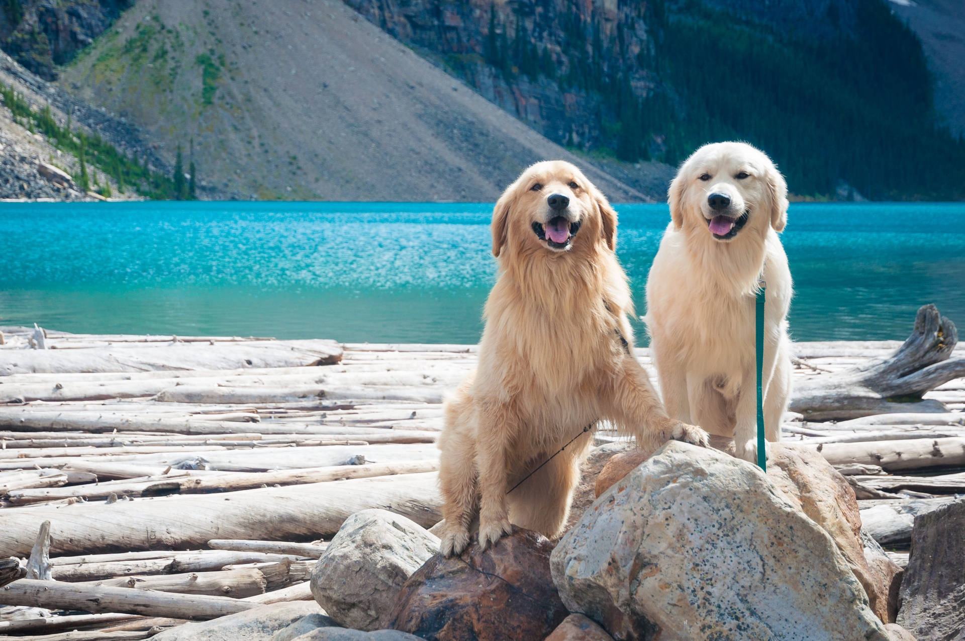 Golden Retriever 3676X2442 Wallpaper and Background Image