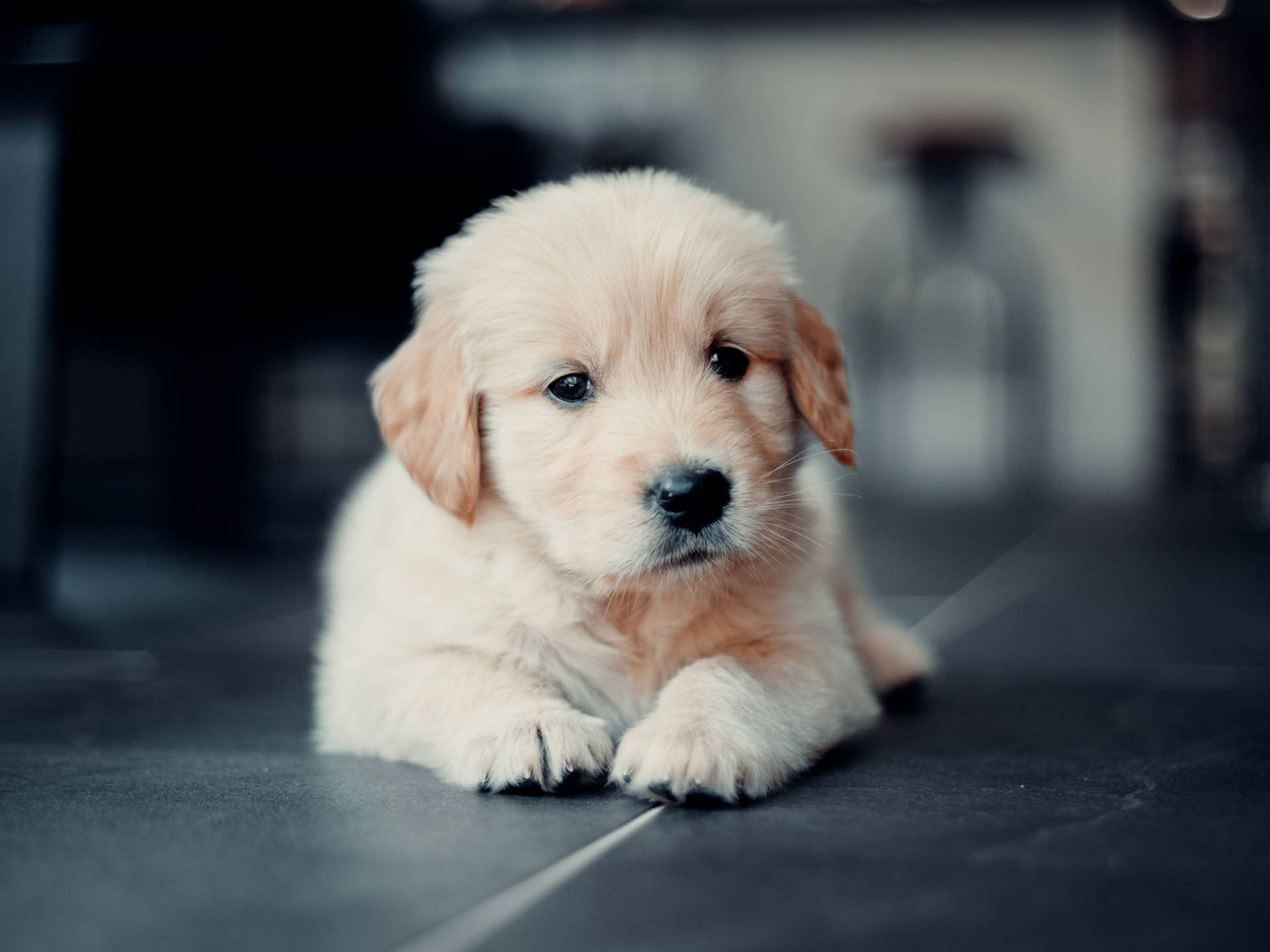 Golden Retriever 3964X2973 Wallpaper and Background Image
