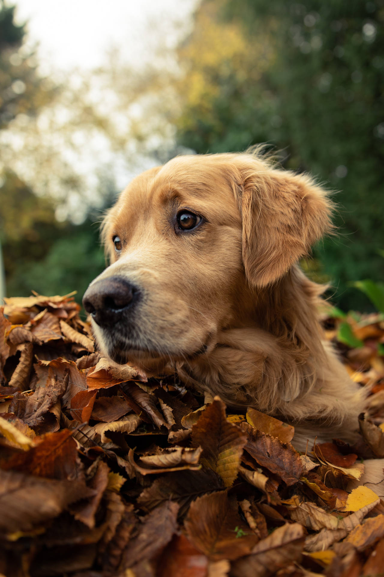 Golden Retriever 4000X6000 Wallpaper and Background Image