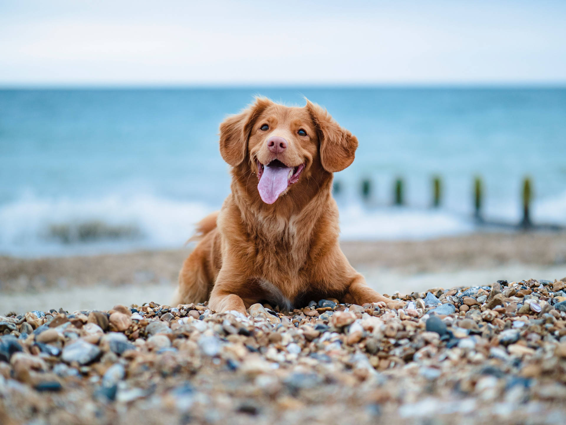 Golden Retriever 4642X3482 Wallpaper and Background Image