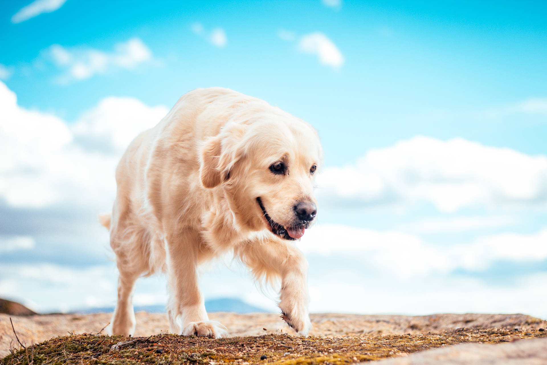 Golden Retriever 5184X3456 Wallpaper and Background Image