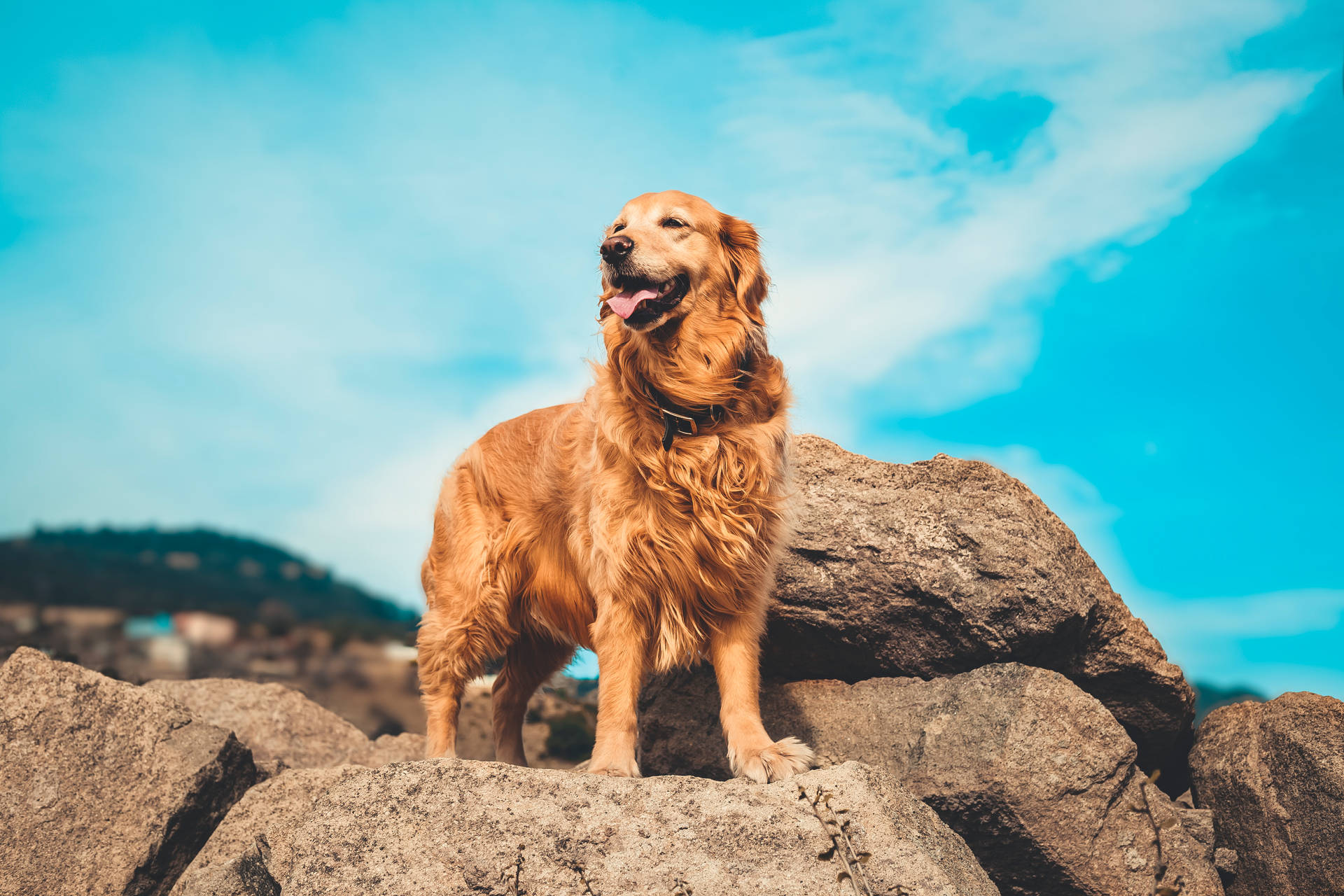 Golden Retriever 5472X3648 Wallpaper and Background Image