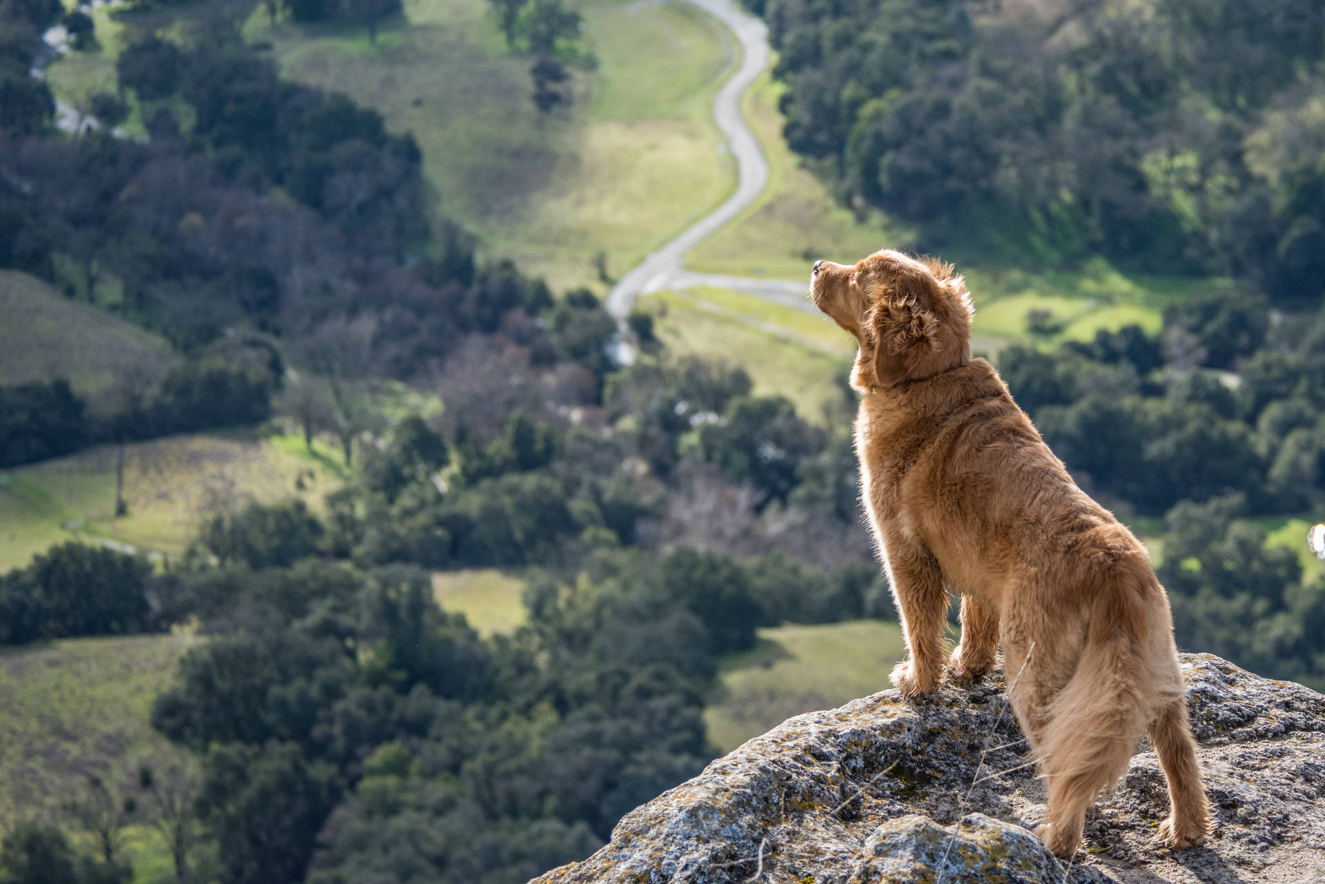 Golden Retriever 5635X3761 Wallpaper and Background Image