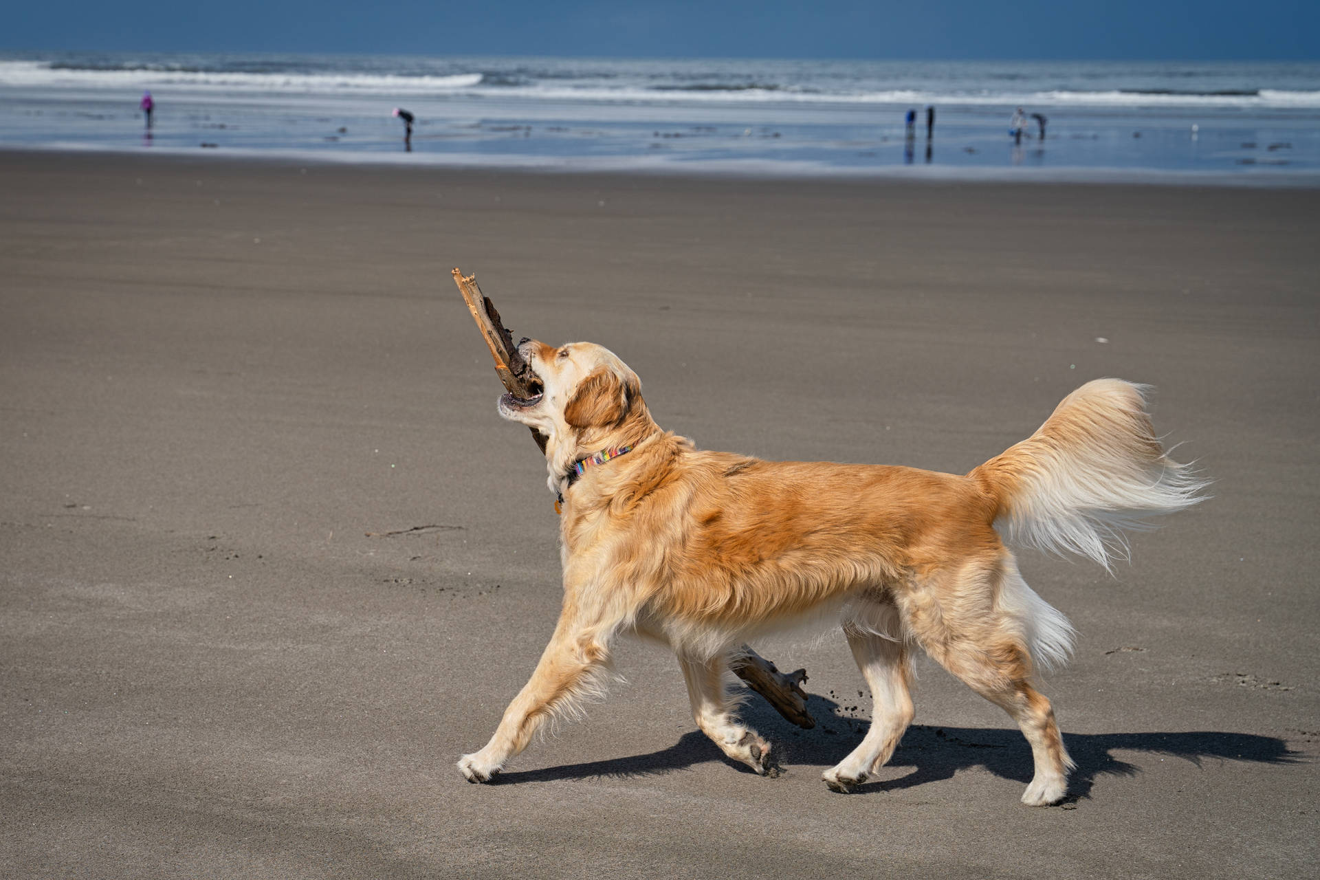 Golden Retriever 5882X3923 Wallpaper and Background Image