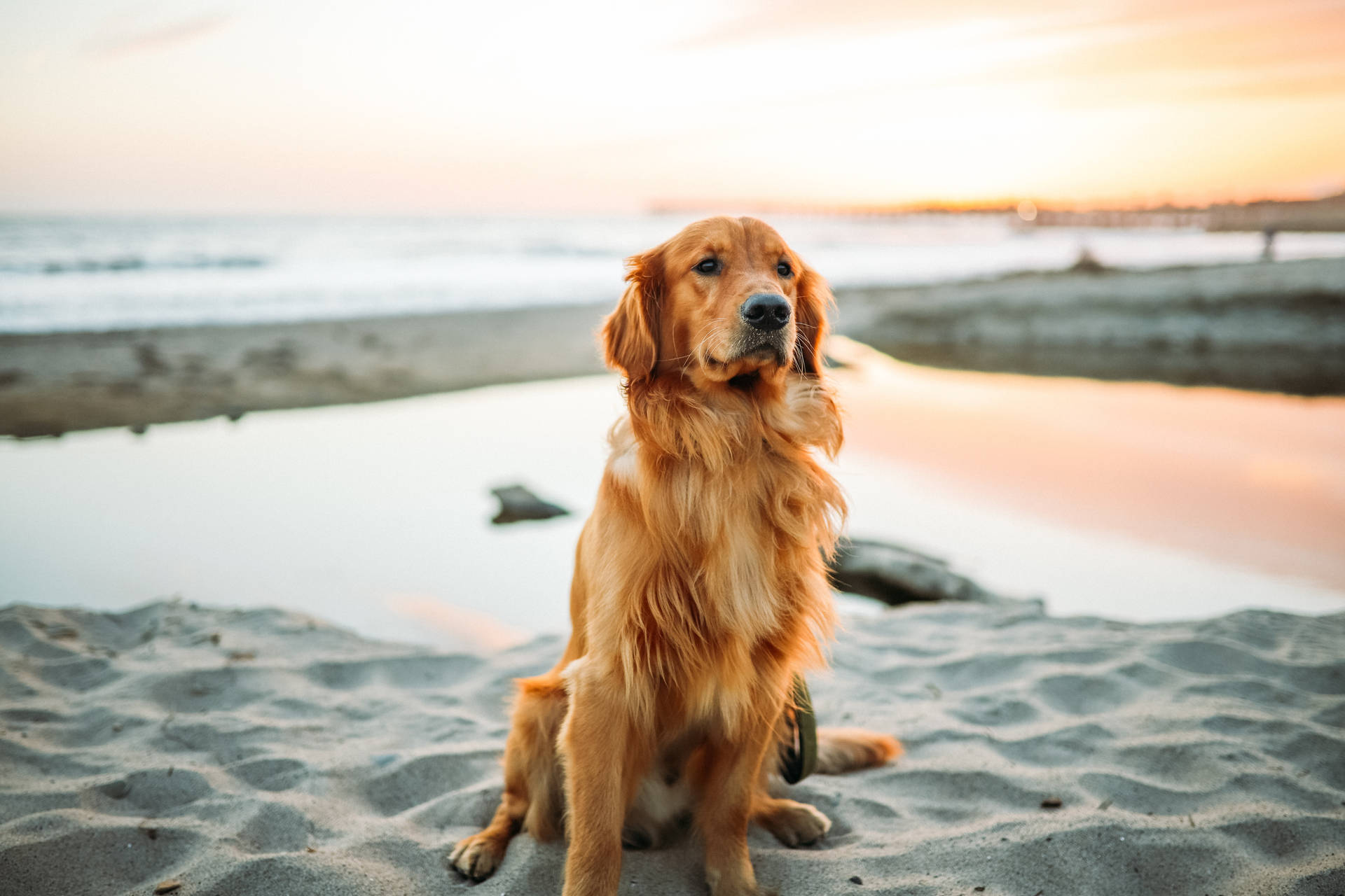 Golden Retriever 5988X3992 Wallpaper and Background Image