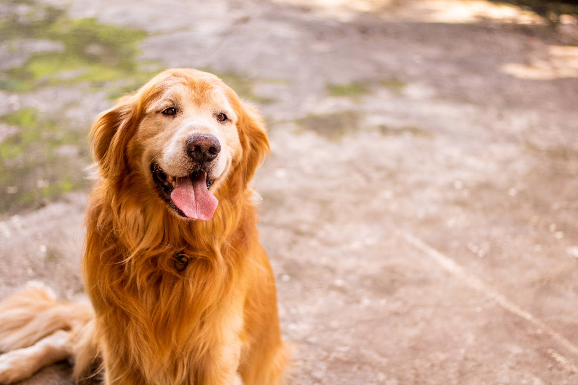 Golden Retriever 6000X4000 Wallpaper and Background Image