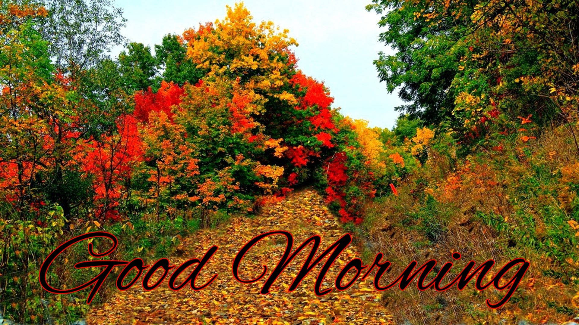 Good Morning 1920X1080 Wallpaper and Background Image