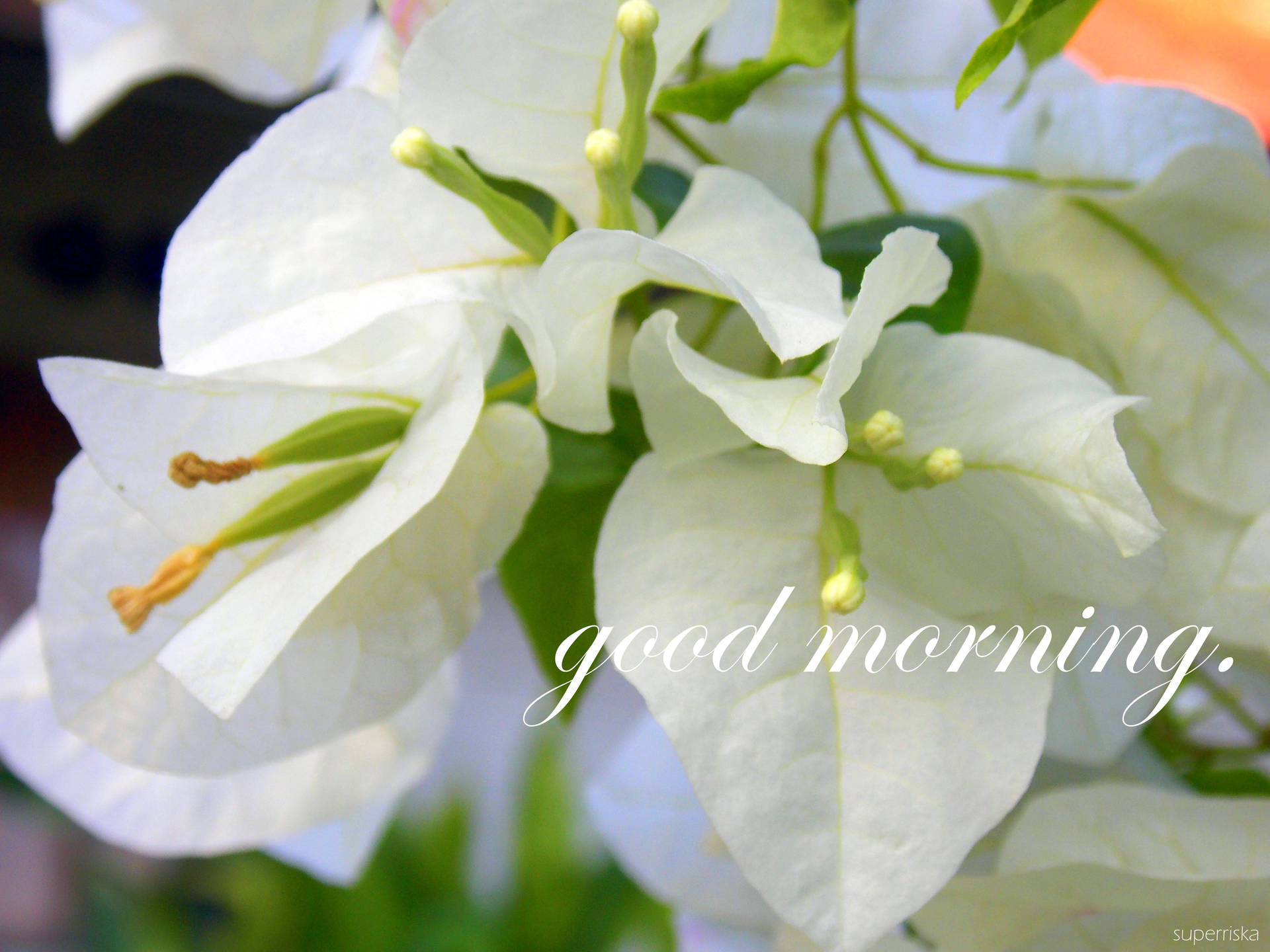 Good Morning 4608X3456 Wallpaper and Background Image