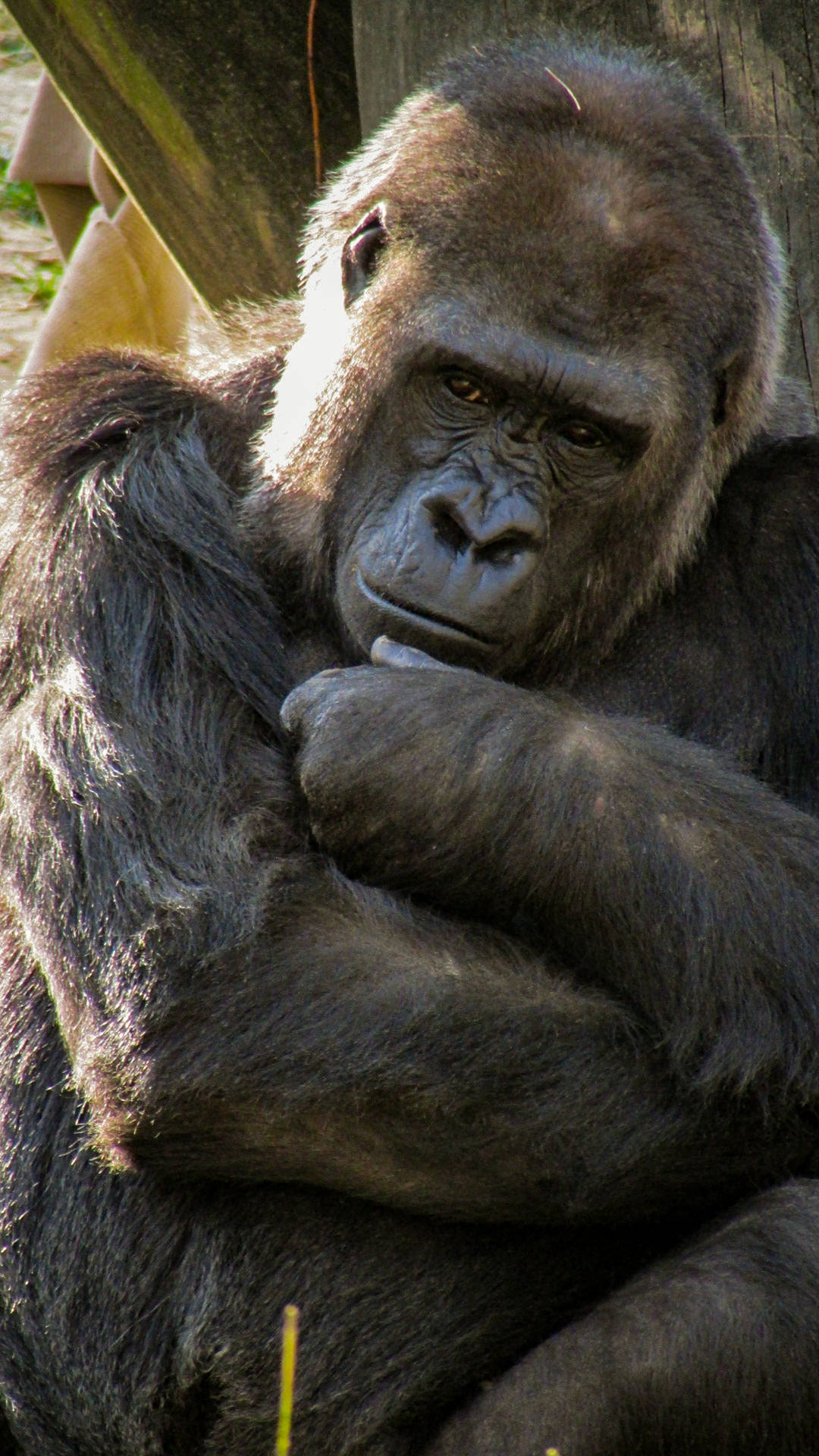 Gorilla 1688X3000 Wallpaper and Background Image