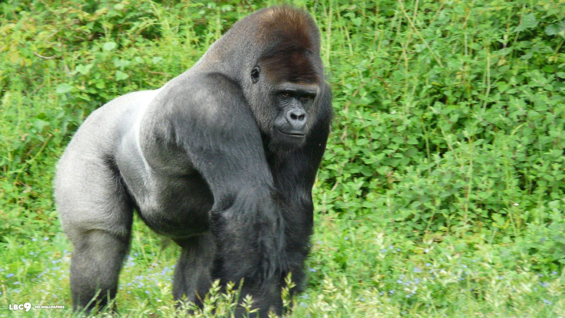 Gorilla 1920X1080 Wallpaper and Background Image