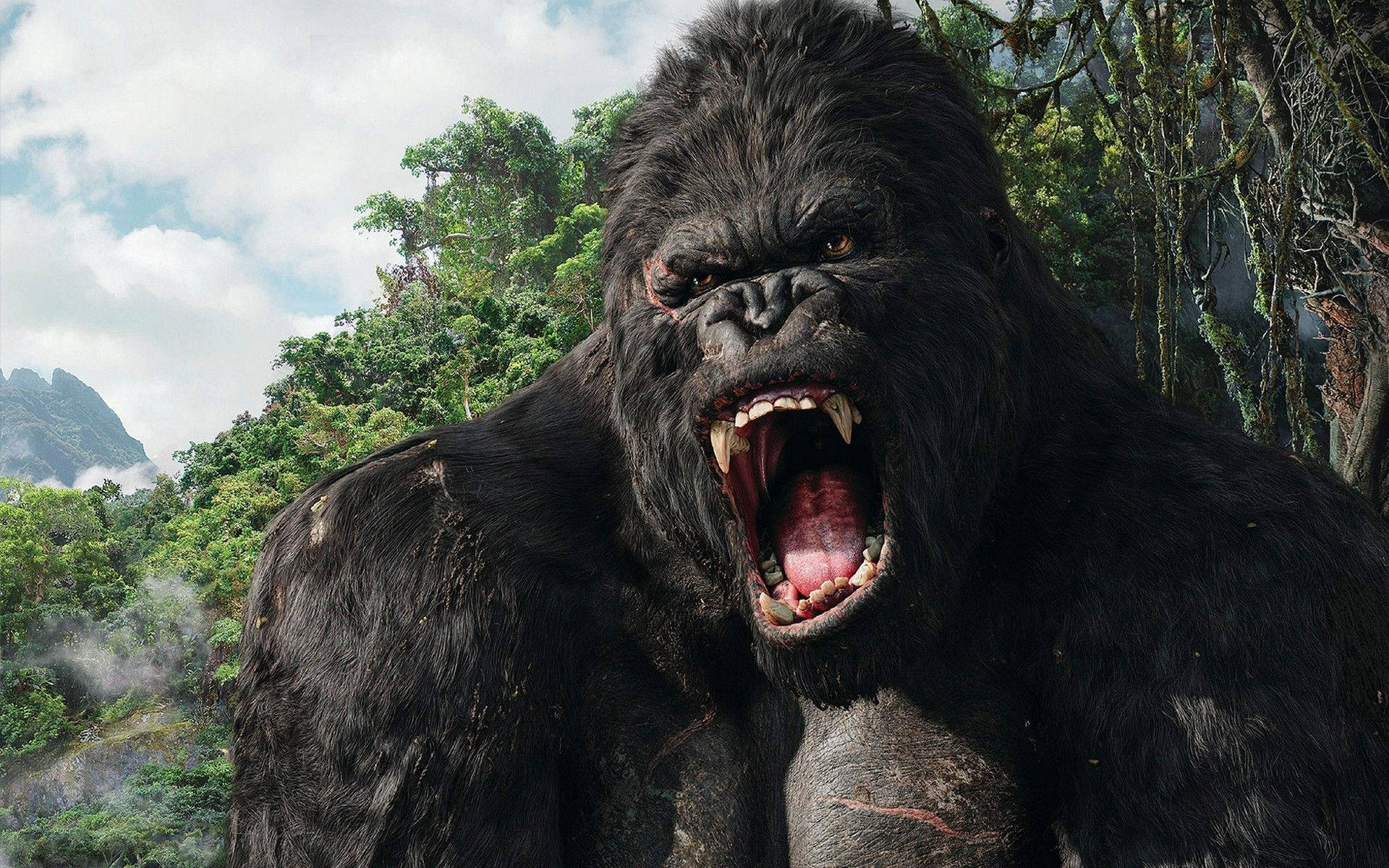 Gorilla 1920X1200 Wallpaper and Background Image
