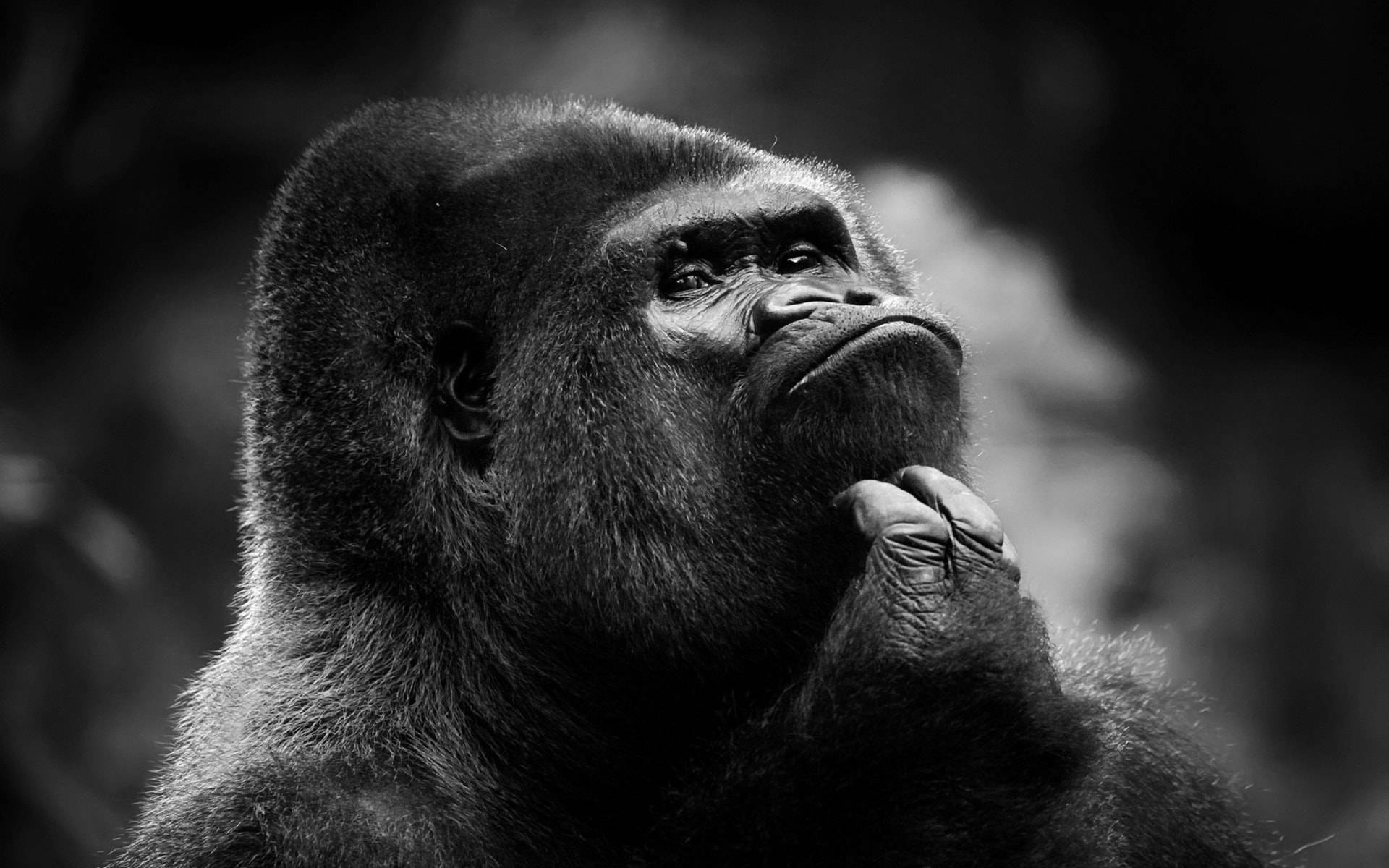 Gorilla 1920X1200 Wallpaper and Background Image
